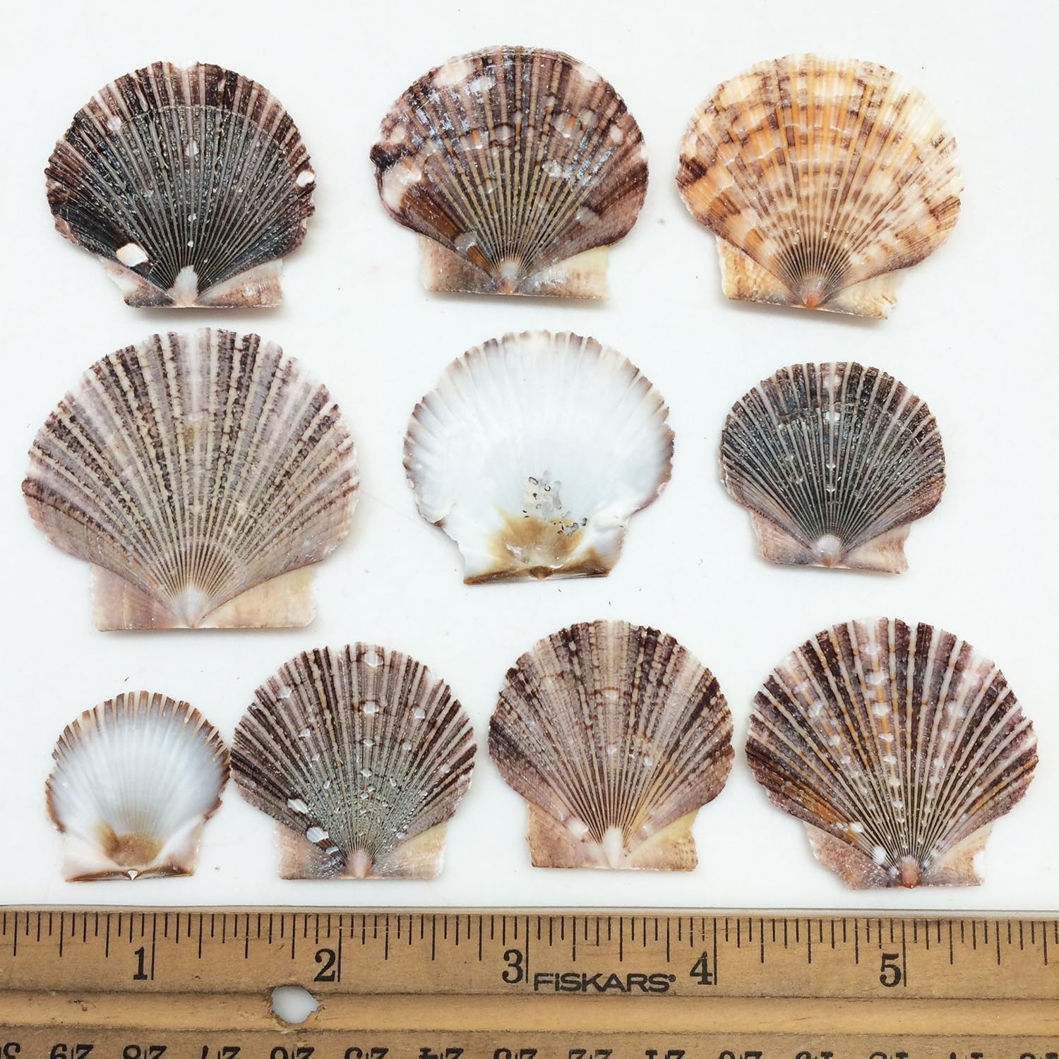 Baby Flat Scallop Sea Shells, 4 OZ Apprx. 60+ PC Shells, 1 Inch ~ 1-1/2 Inch