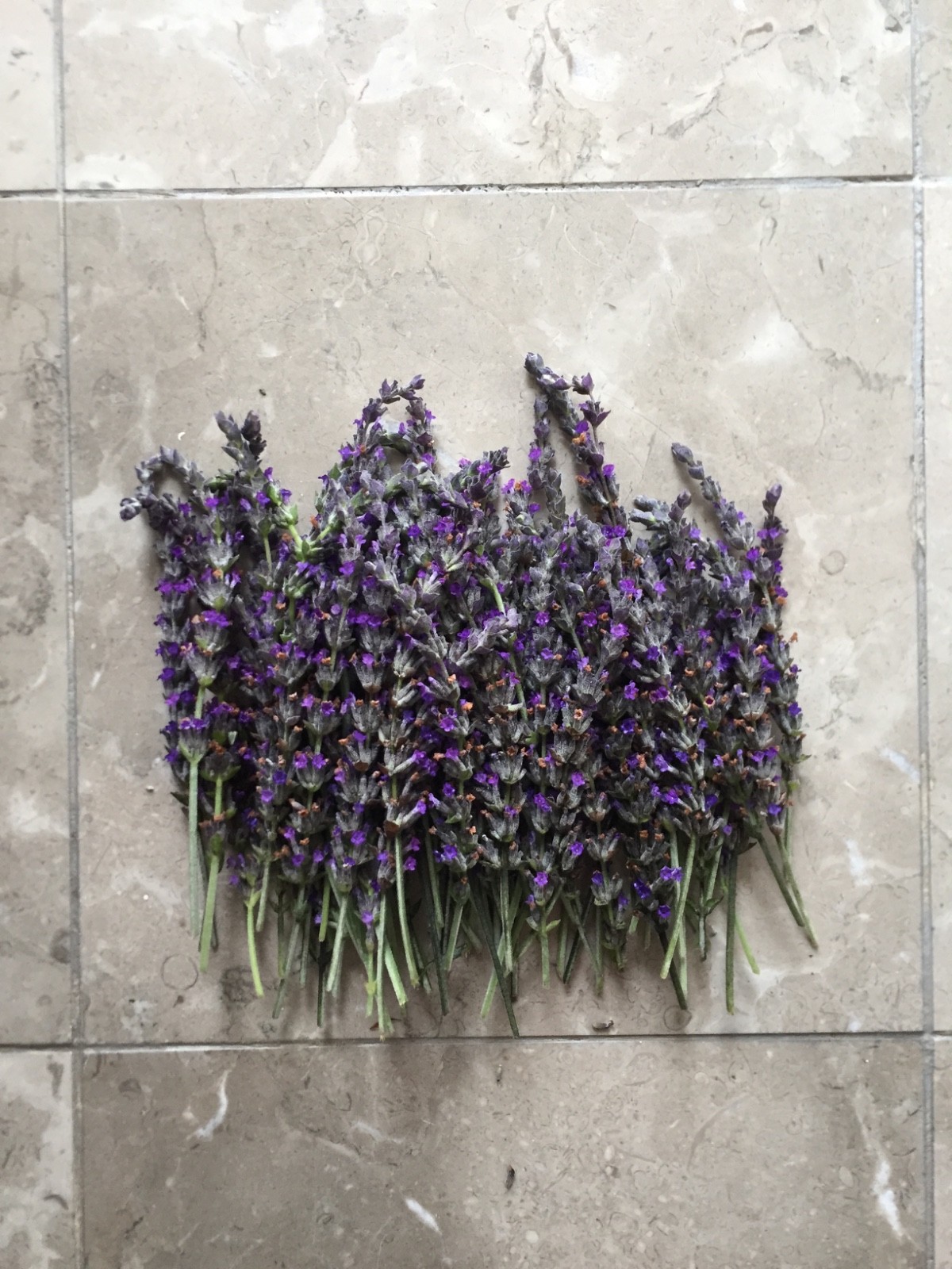 USA California Organic Natural Air Dried Lavender 25+ Flowers