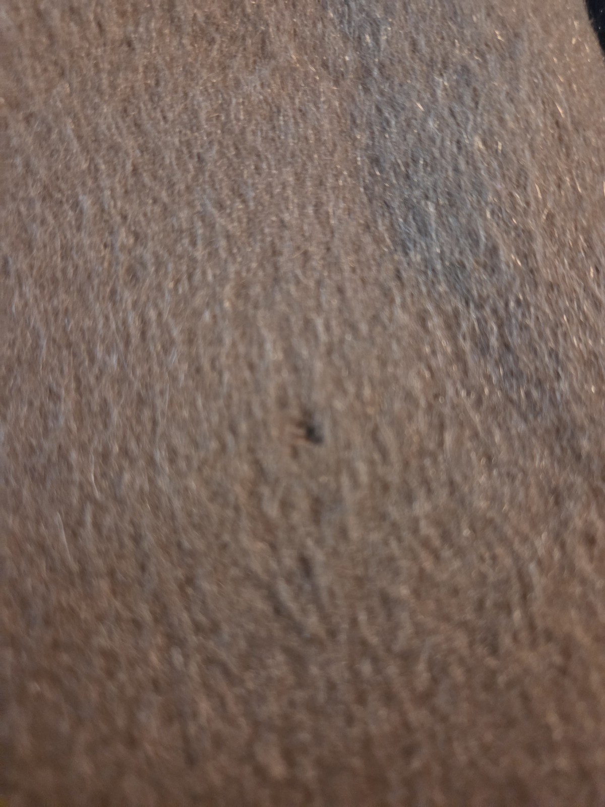 WOOL/MOHAIR BLEND Brown Fabric/Sewing/Craft/Home Dec/Felting 8X8″/Lot 13 pcs