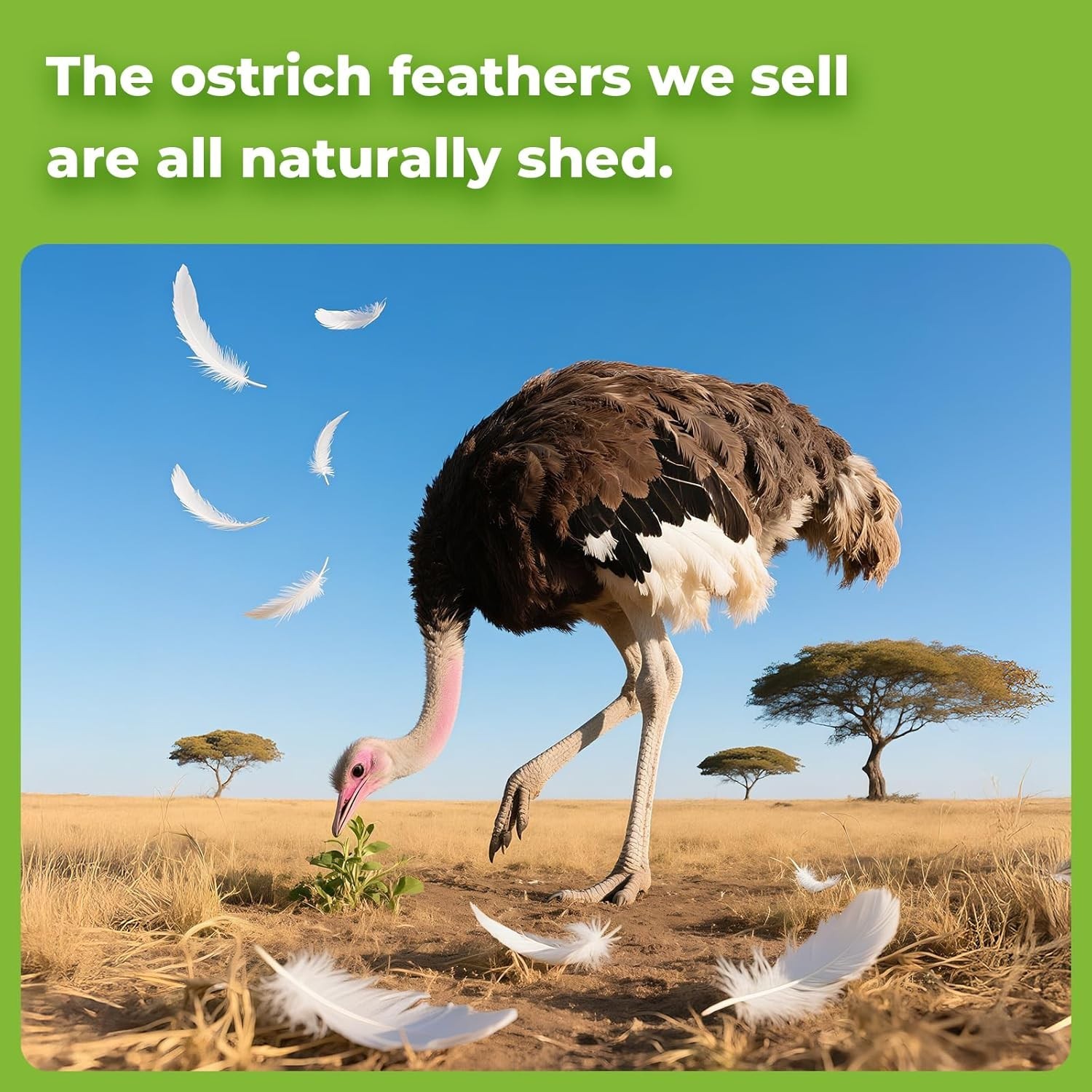 Cruelty-Free 20Pcs White Ostrich Feathers (10-12 inch) – Style Your Celebration