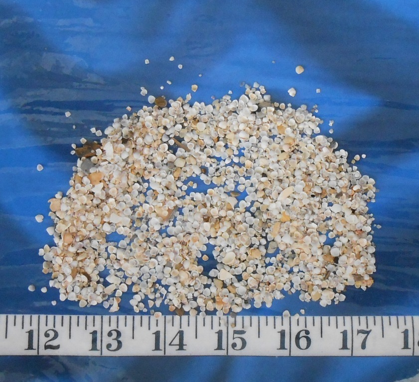 ~ Gem Shells ~ White/Ivory/Purple ~ *UNSORTED* ~ 1 Tbsp ~ Sailor’s Valentines ~
