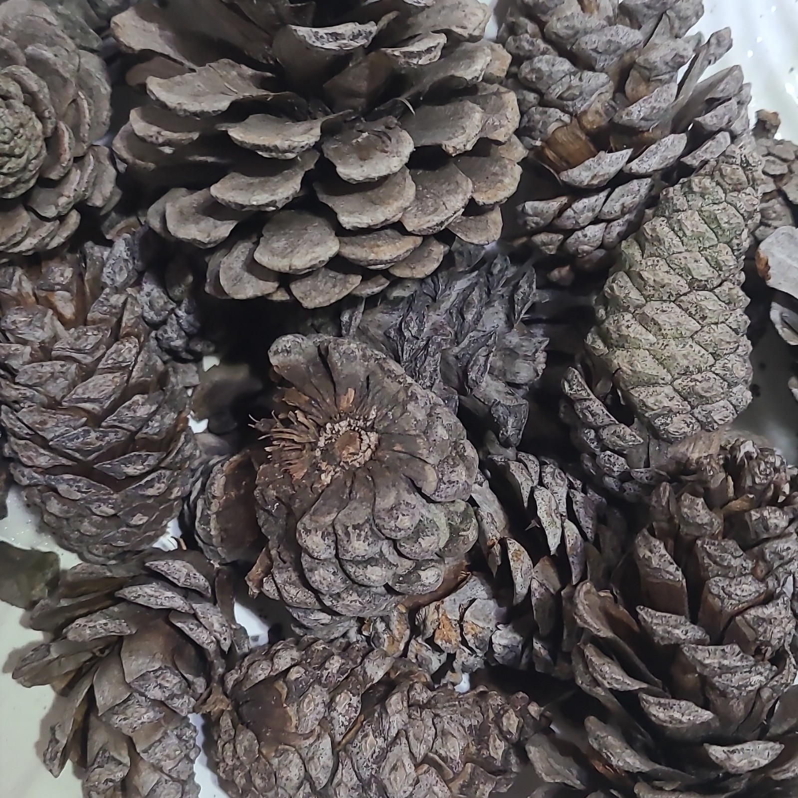 Mixed Assorted Natural Pine Cones Craft Lot, Multiple Pinecones