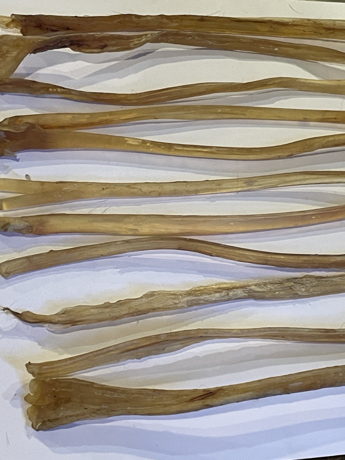 Deer Leg Sinew 11 Pieces Genuine Primitive Crafts Bow Arrow Native Authentic US
