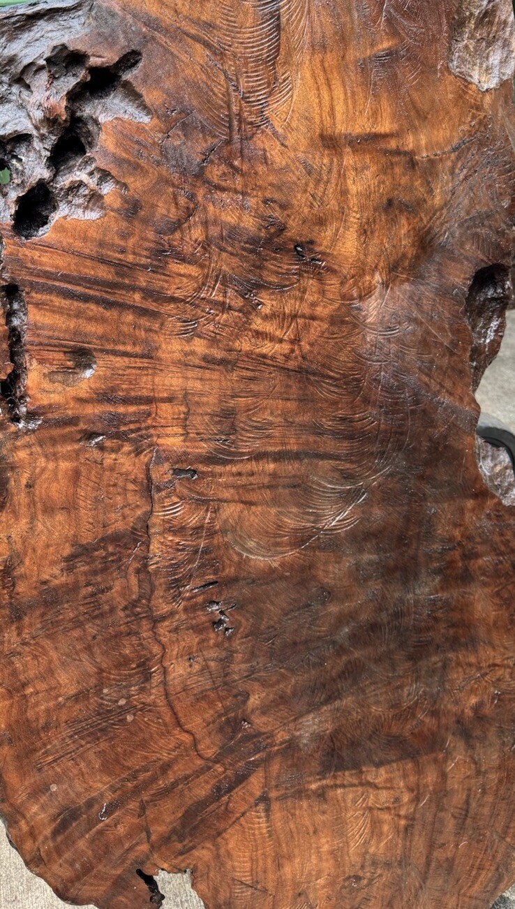 1296 Camphor burl wood turning blank ,hybrid Scale,Dried,52”x 27”x 2 1/4”