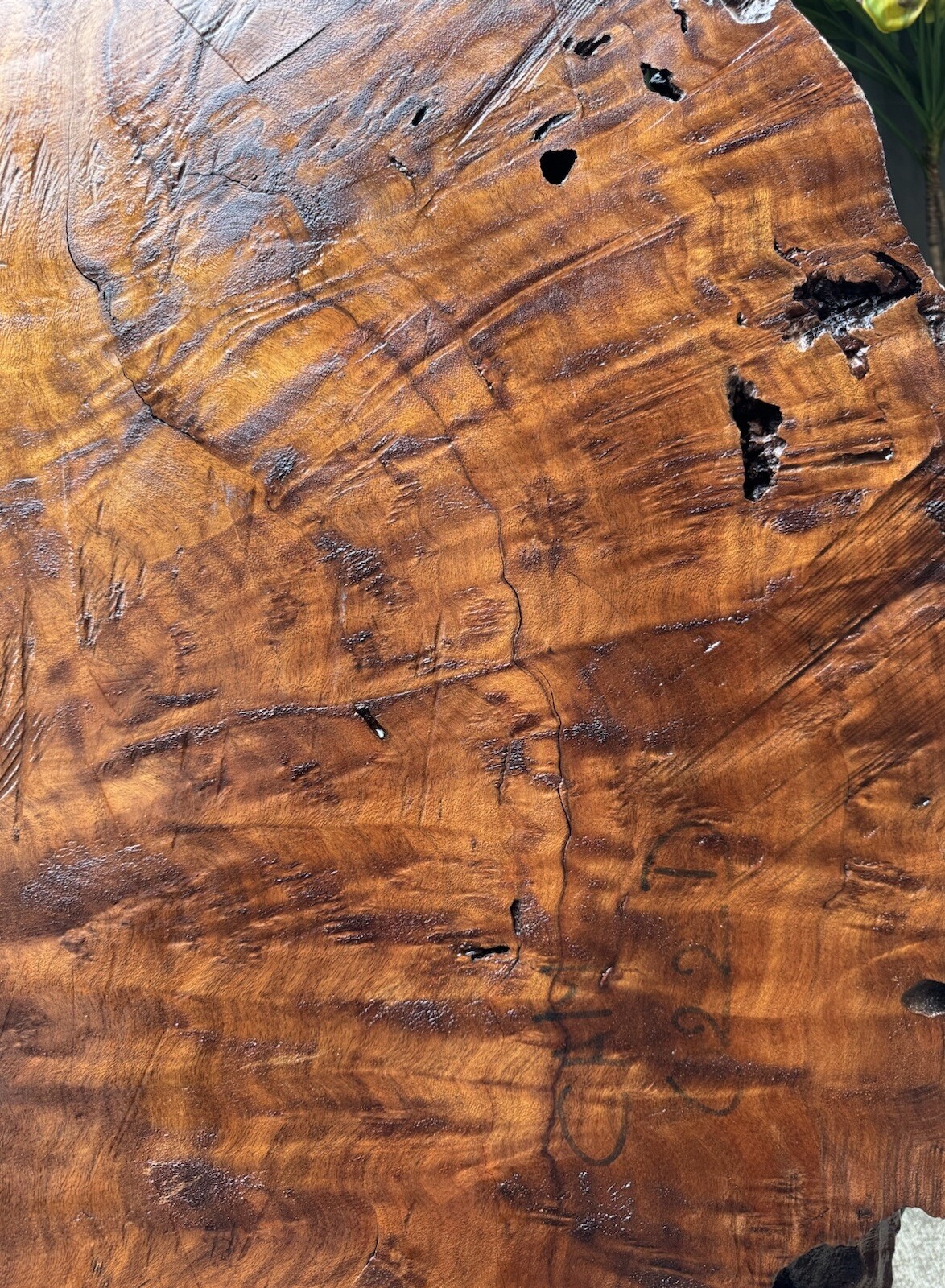 1296 Camphor burl wood turning blank ,hybrid Scale,Dried,52”x 27”x 2 1/4”