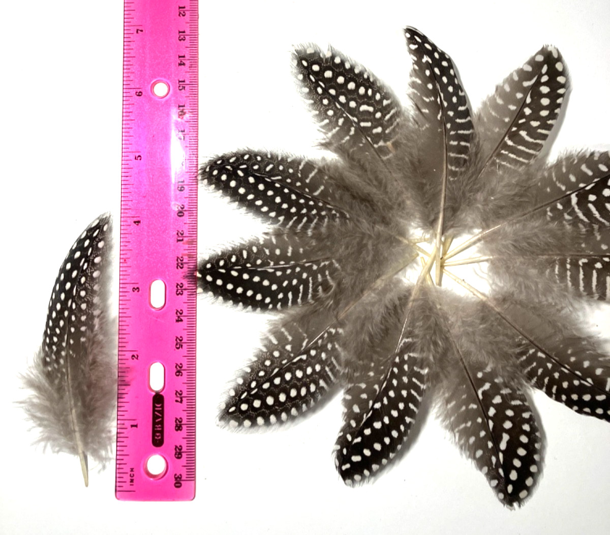 12 Natural Guinea Fowl Feathers 4” +/- Cruelty-Free