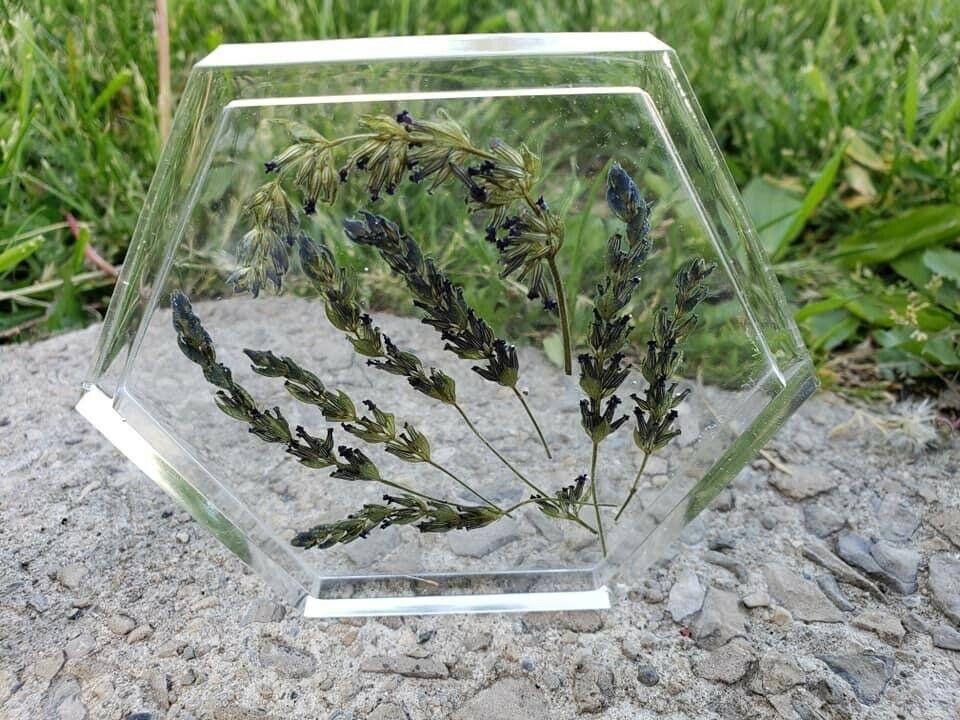 USA California Organic Natural Air Dried Lavender 25+ Flowers