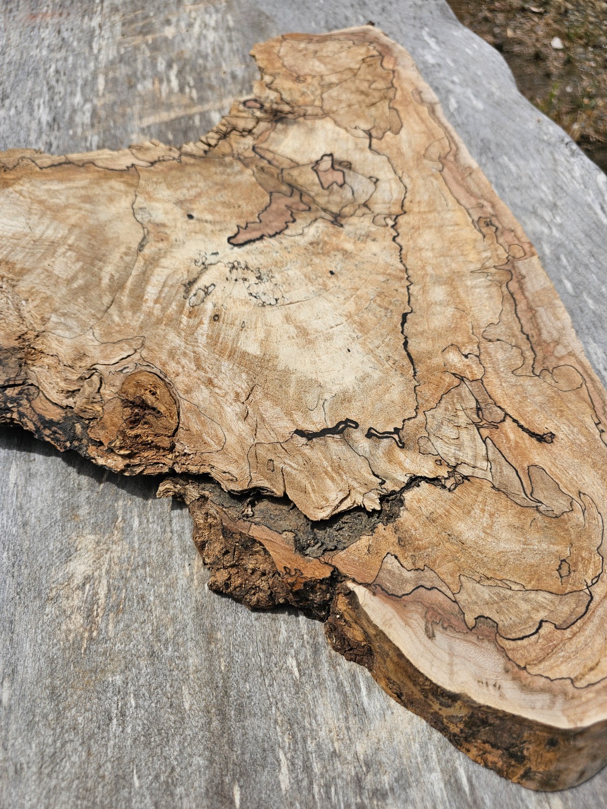 Natural Edge Ink Line Spalted Maple Slab