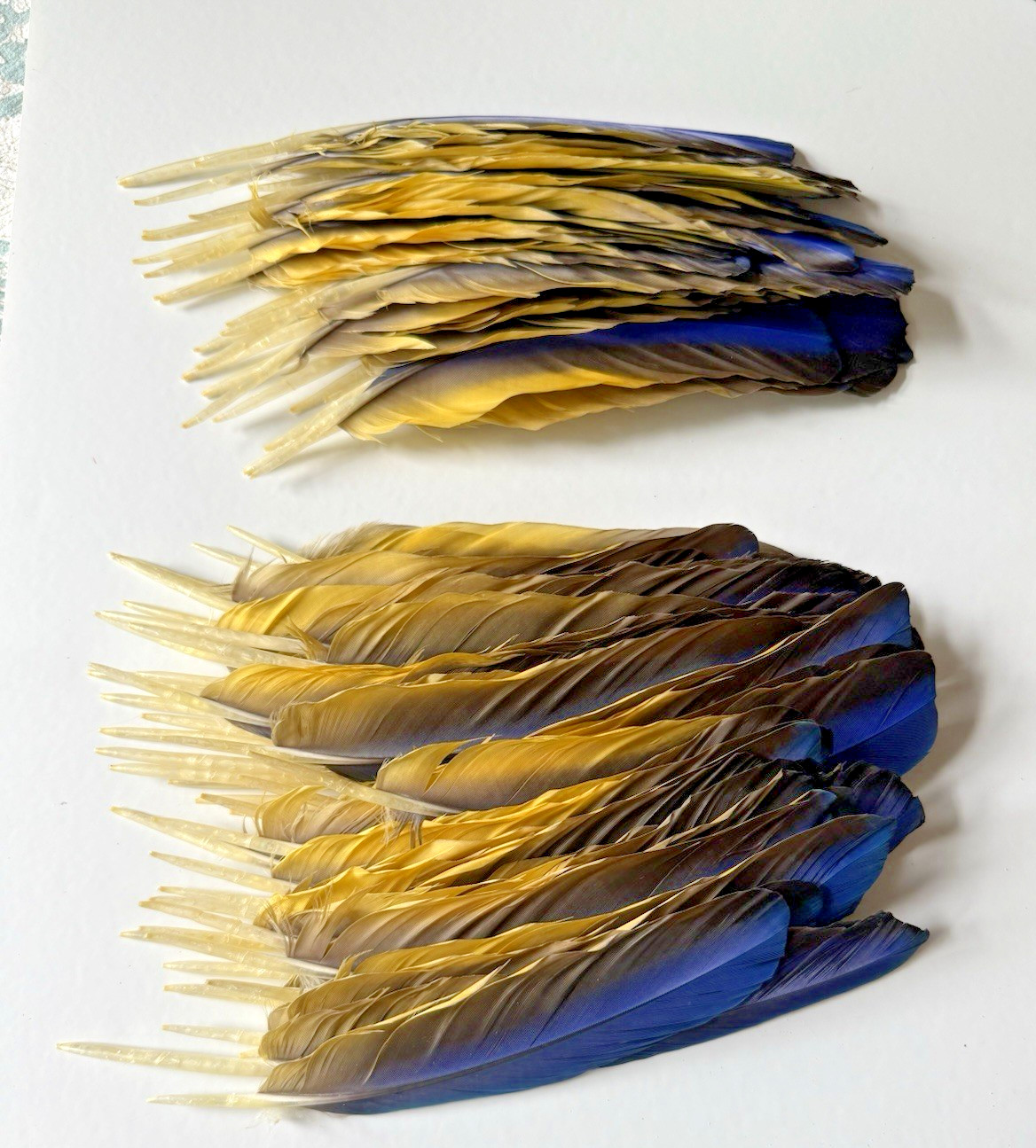 142 CLEAN Blue & Gold Macaw Assorted Wing Feathers Naturally Molted 13-9″