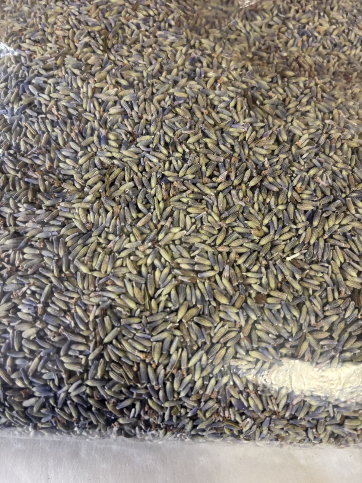 Fresh Dried Lavender (1 pound) Buds from GROSSO (French Variety) strong aroma