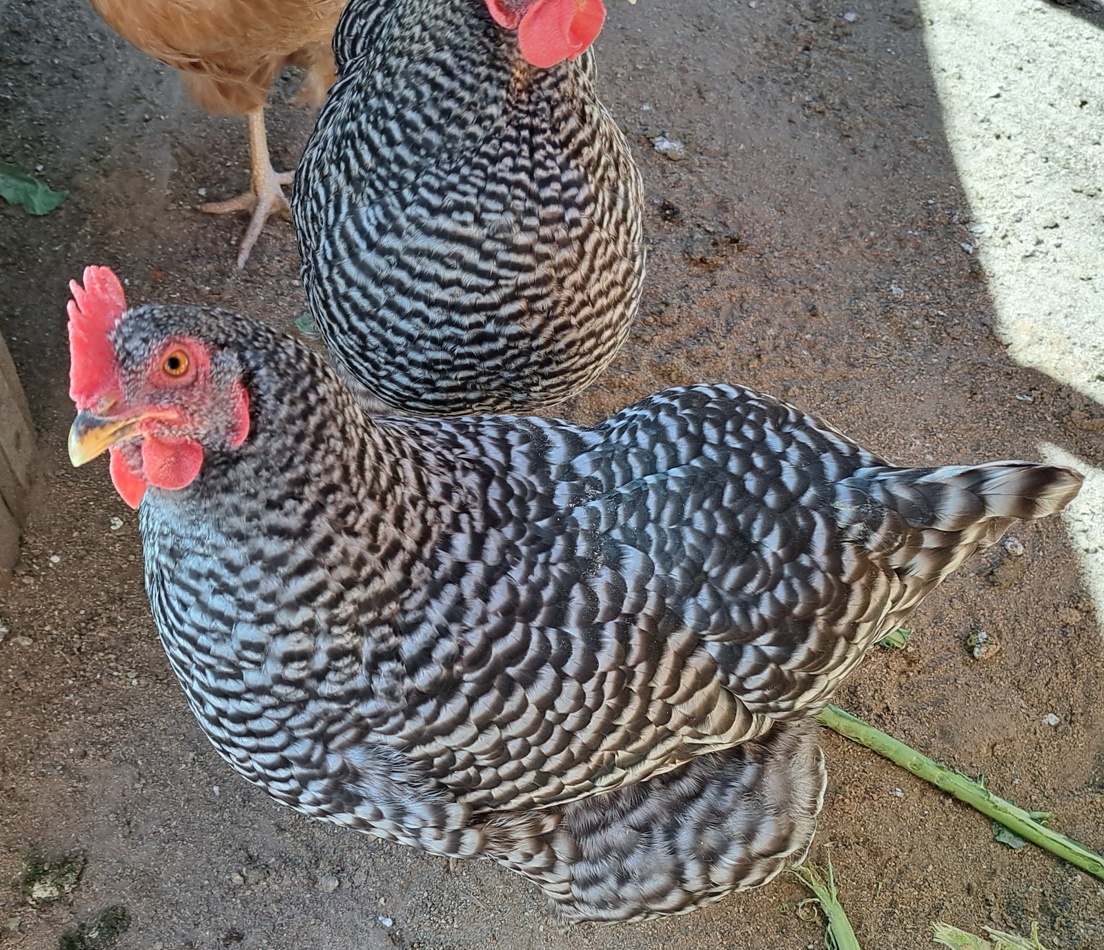 25 Barred Rock Hen Chicken Quill Feathers Black/White Striped Cruelty-Free USA