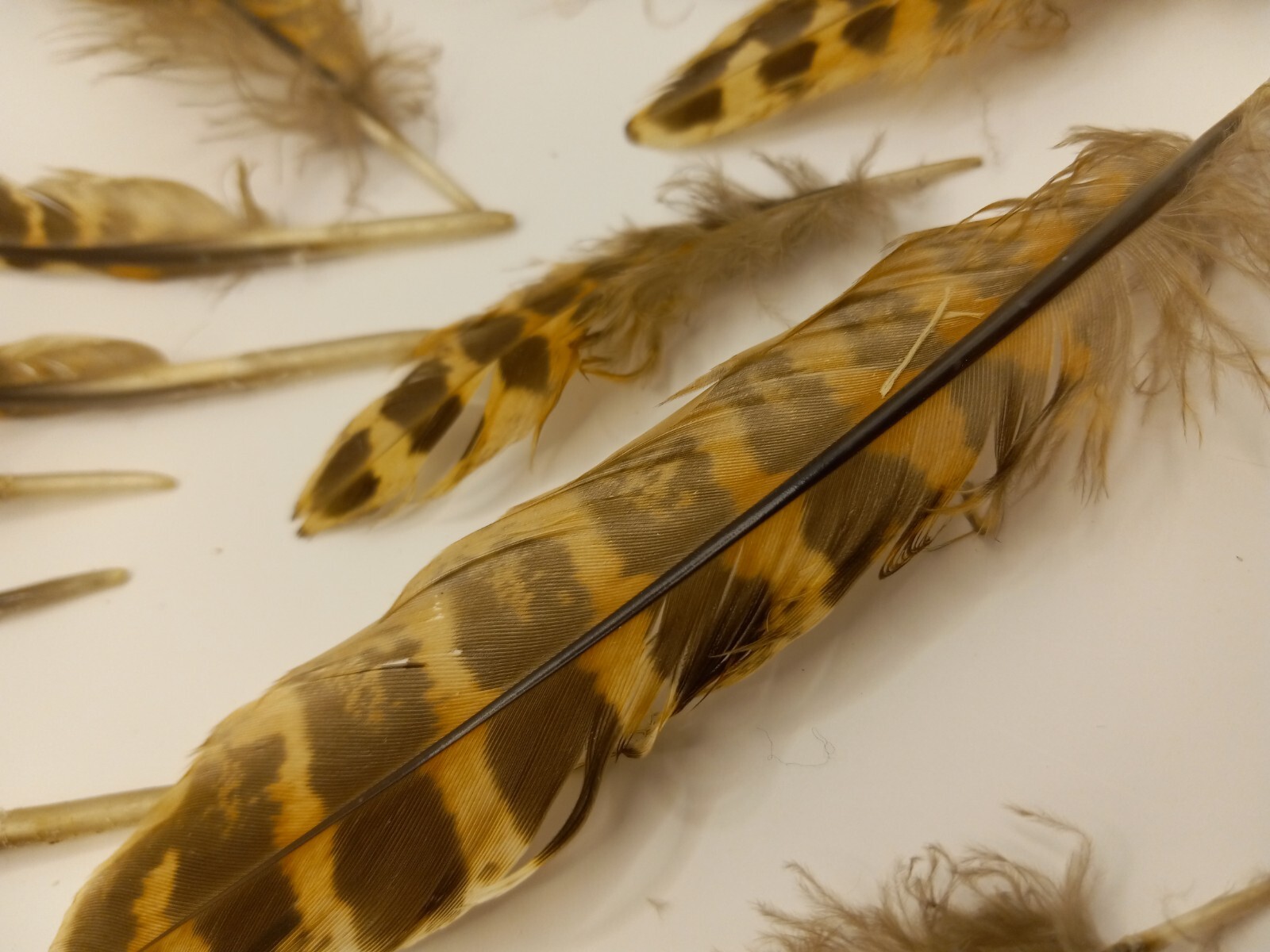 cruelty free found PHEASANT and other Natural Feathers