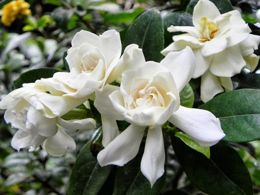 4 oz Candle Scent Oil-GARDENIA
