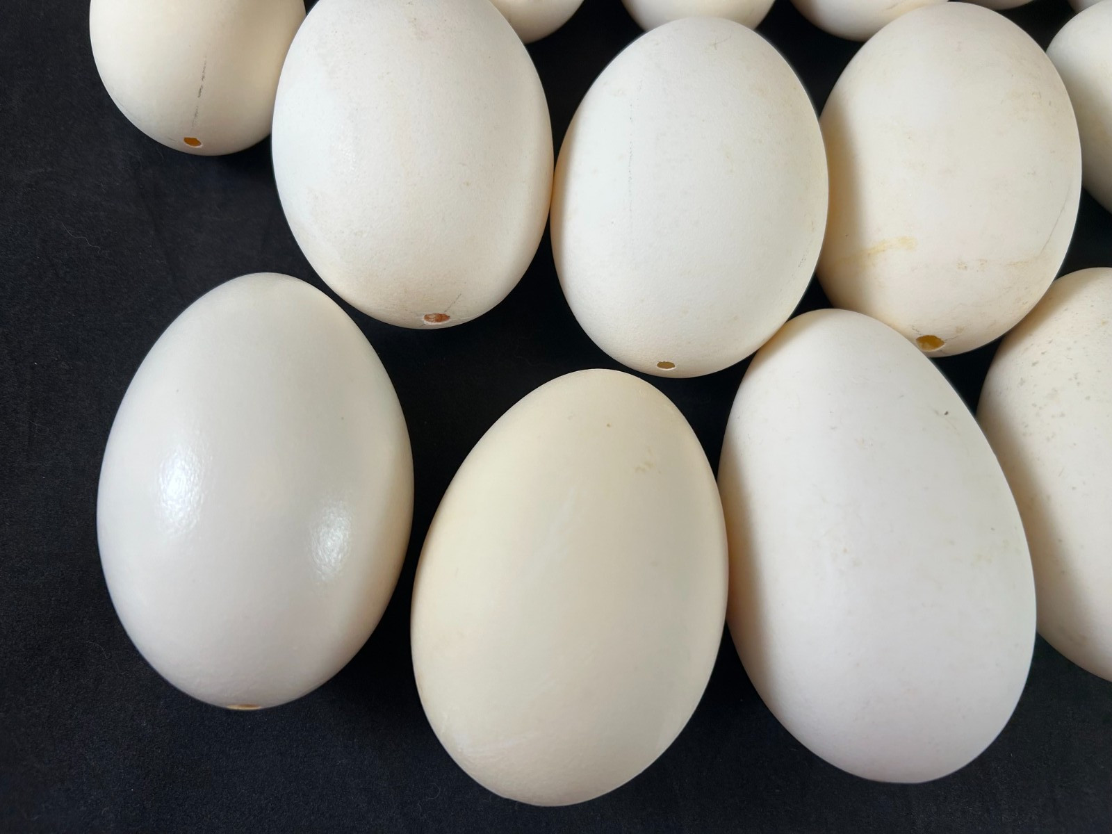 Mixed Lot of 25 Blown Out Goose & Chicken Eggs for Crafts 2.5″ to 4″