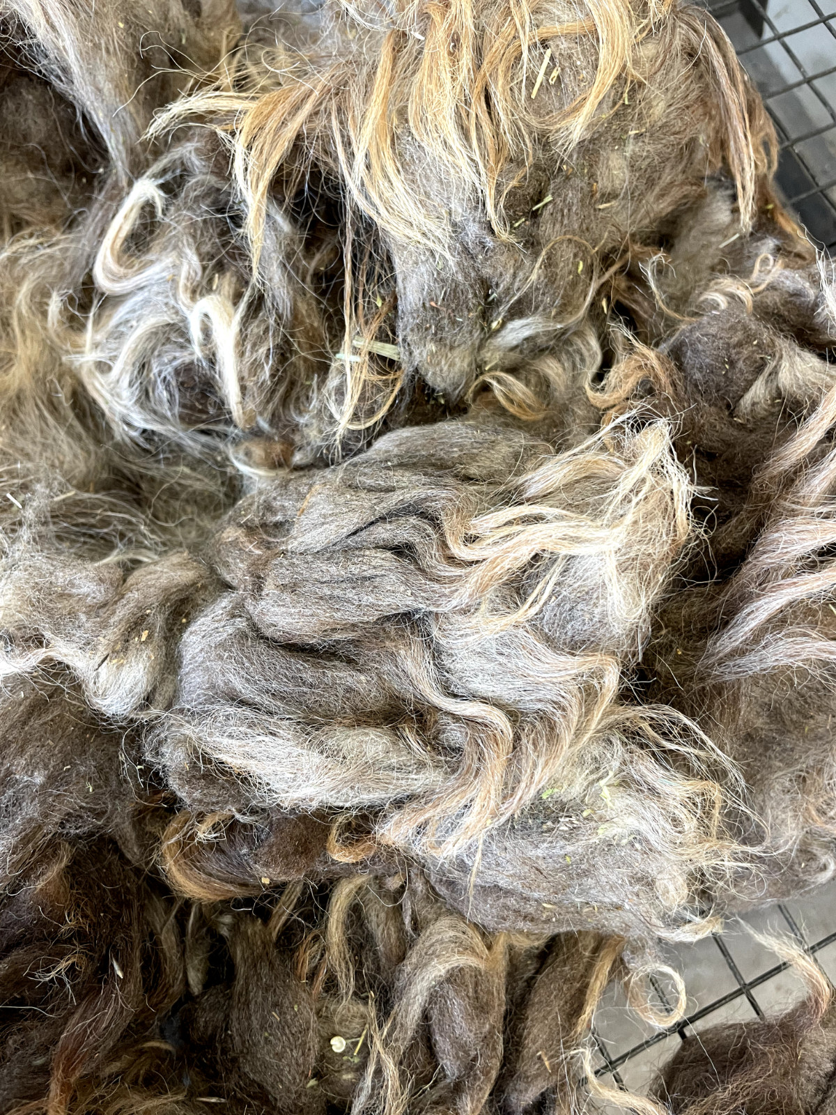 2+lbs Navajo Churro Sheep Wool fiber fleece spinning weaving felting locks hair