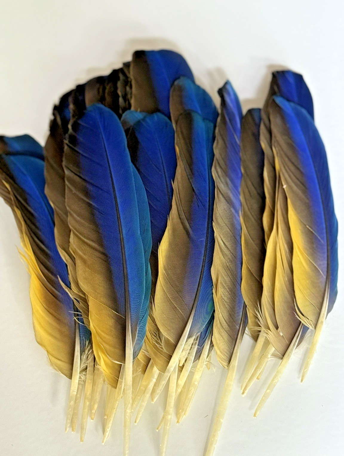 142 CLEAN Blue & Gold Macaw Assorted Wing Feathers Naturally Molted 13-9″