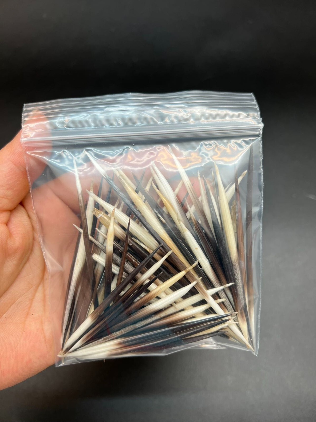 20pc African Porcupine Quills 1~4 Inches