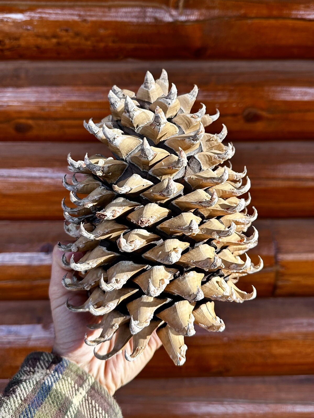 Single Giant Coulter Pinecone 9+Inches For Decoration Or Crafts
