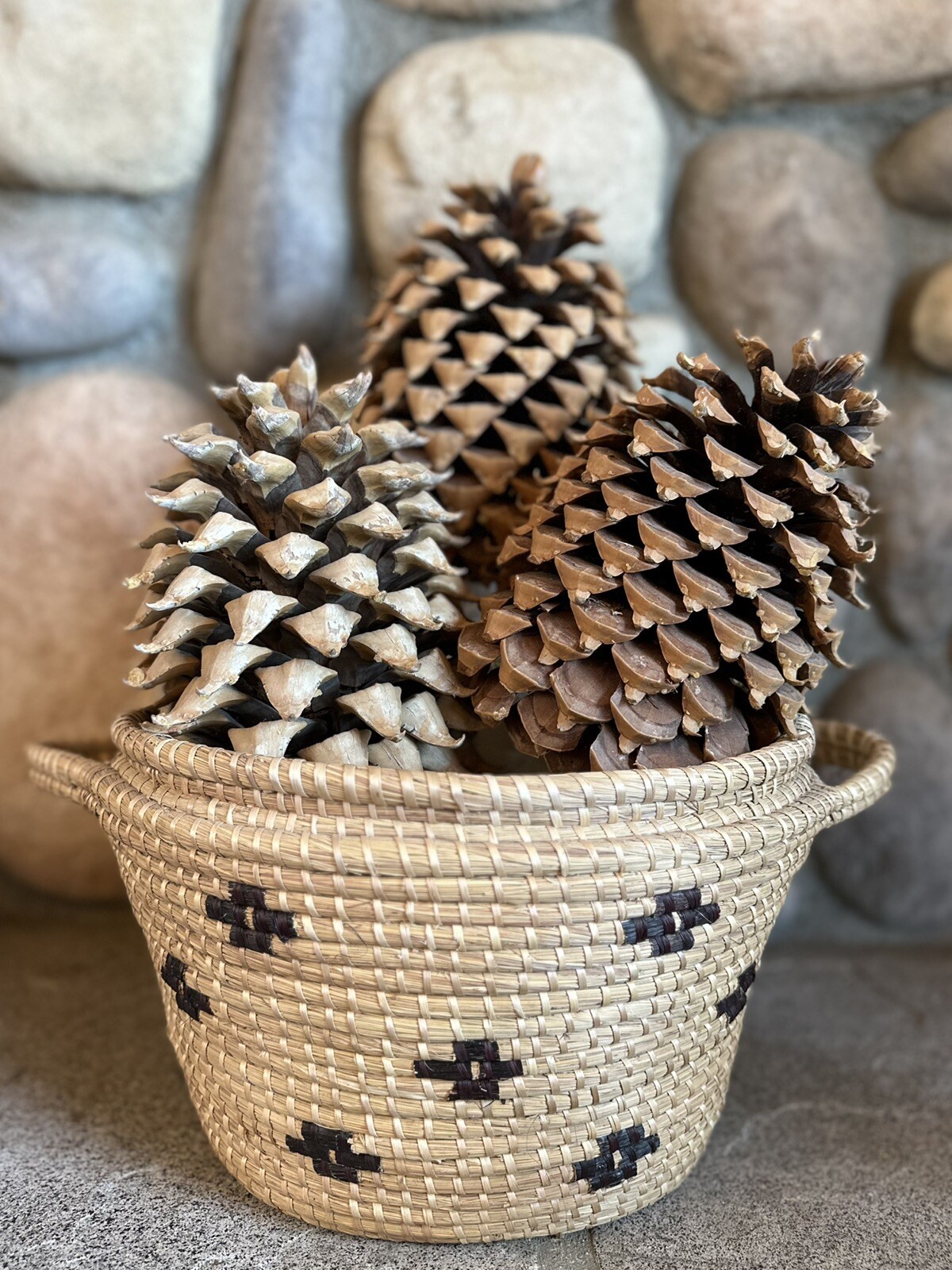 Single Giant Coulter Pinecone 9+Inches For Decoration Or Crafts