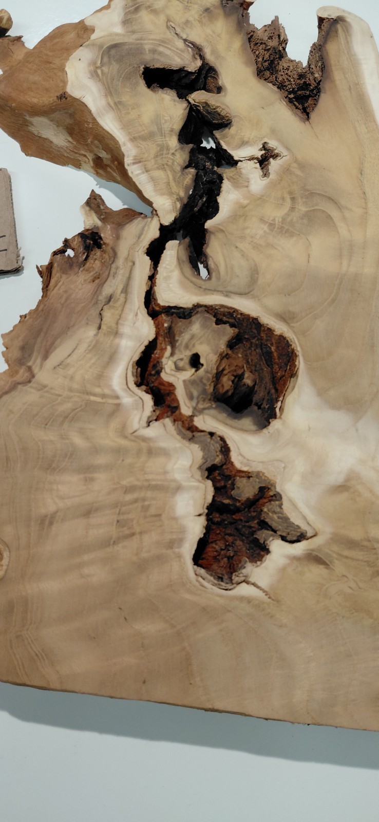 Burl – Fruitless Mulberry Slice. Live Edge. Resin Project, wall art