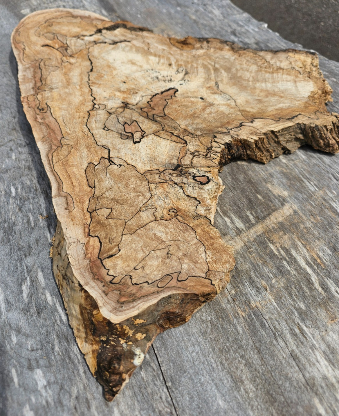 Natural Edge Ink Line Spalted Maple Slab