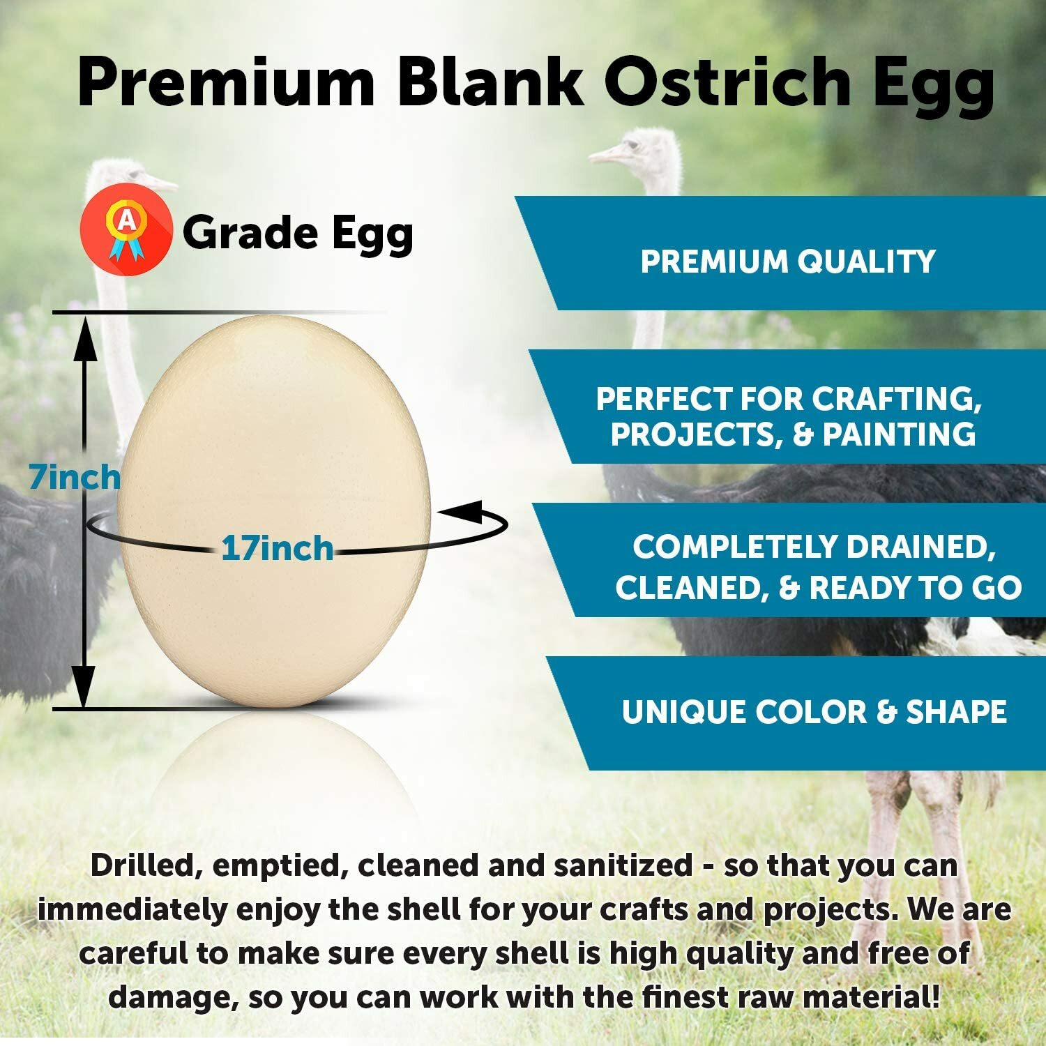 Premium High Quality Blank Ostrich Egg Shell for Crafts, Decoration, Paintings
