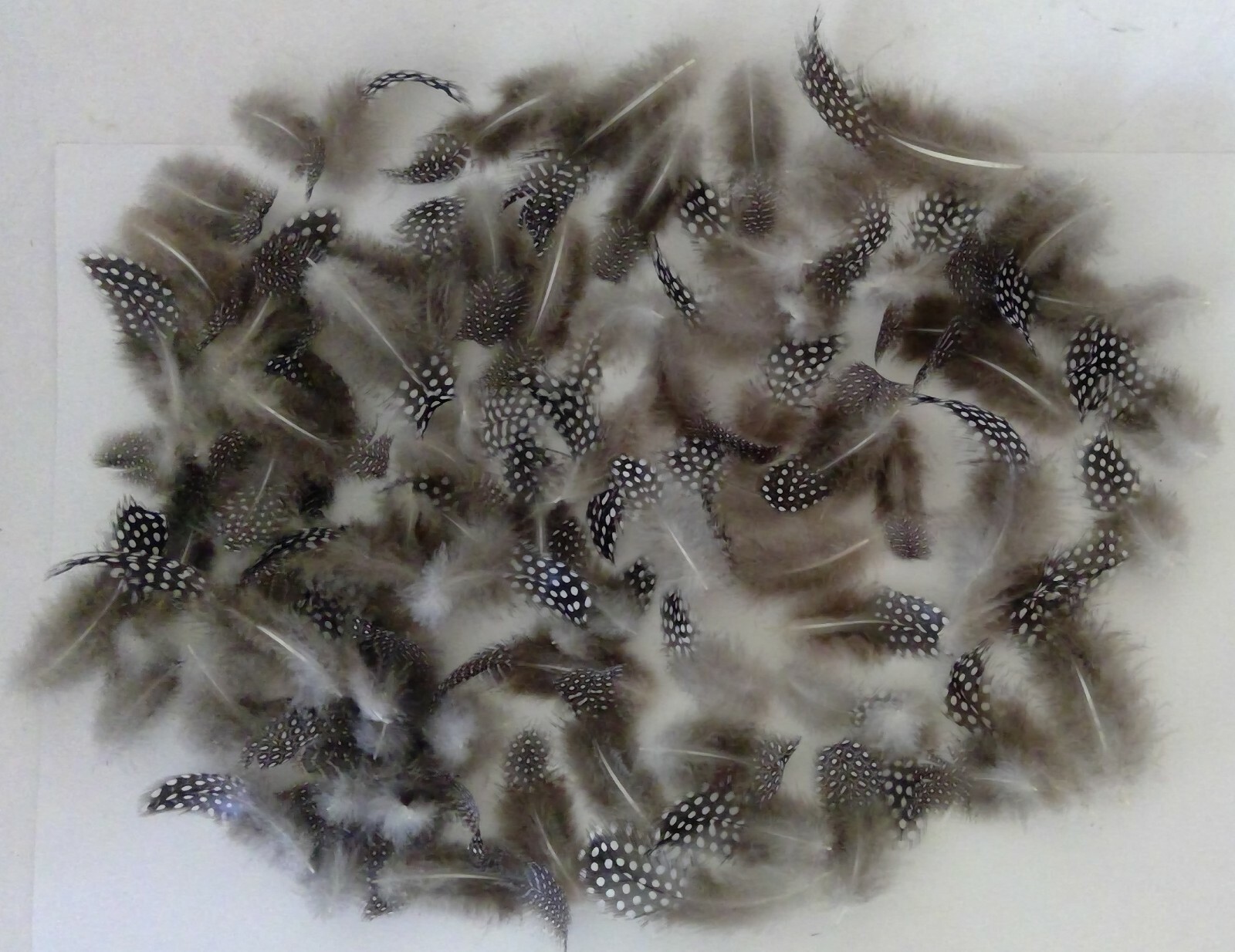 100 Natural Pearl Guinea Fowl Body Feathers ~2 – 4+ Inches Long Cruelty-Free USA