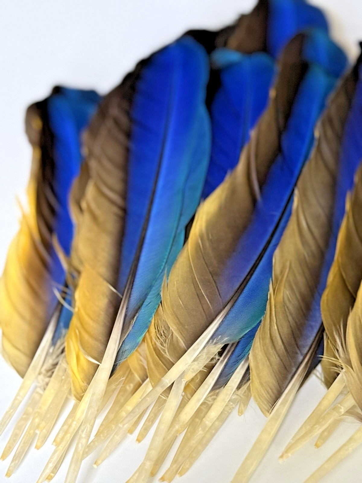 142 CLEAN Blue & Gold Macaw Assorted Wing Feathers Naturally Molted 13-9″