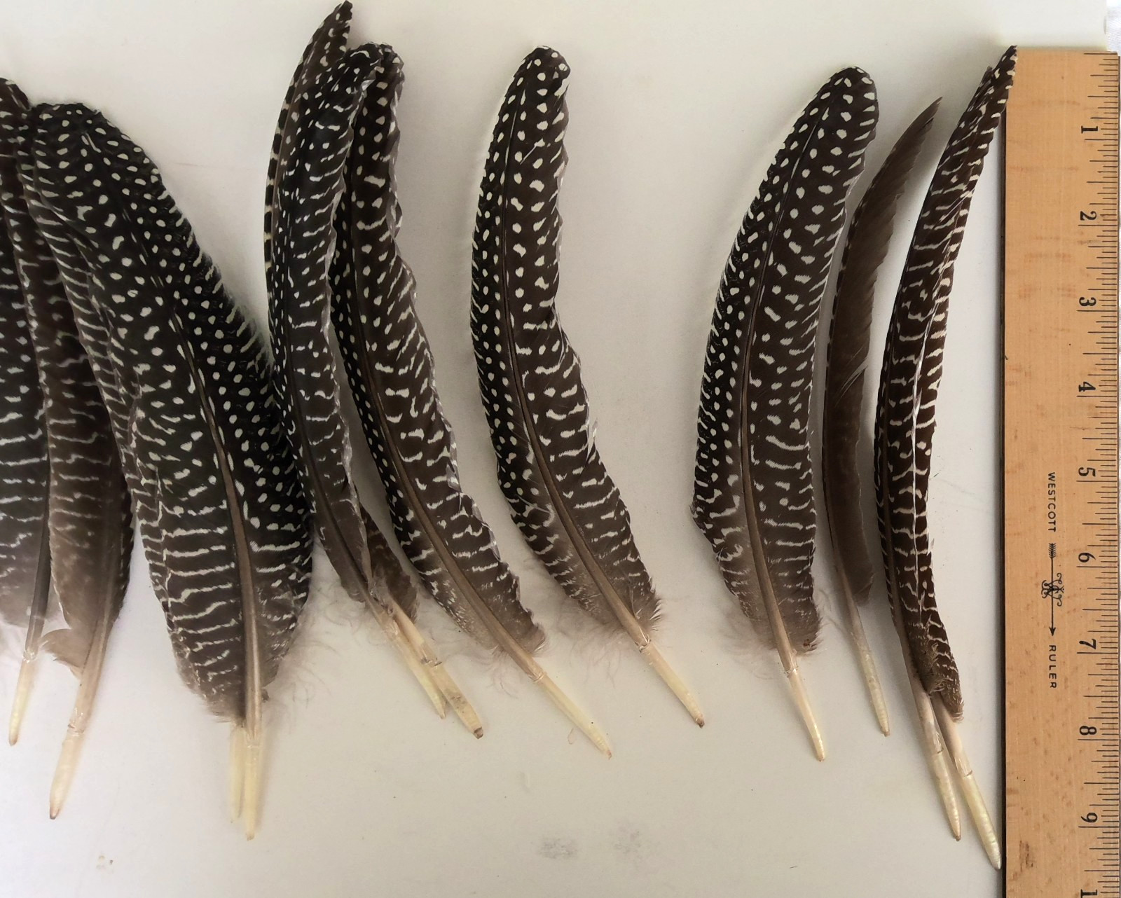 Lot of 19 Pearl Guinea Fowl Wing Tail Quill Feathers 7″ – 9″ Cruelty-Free USA #1