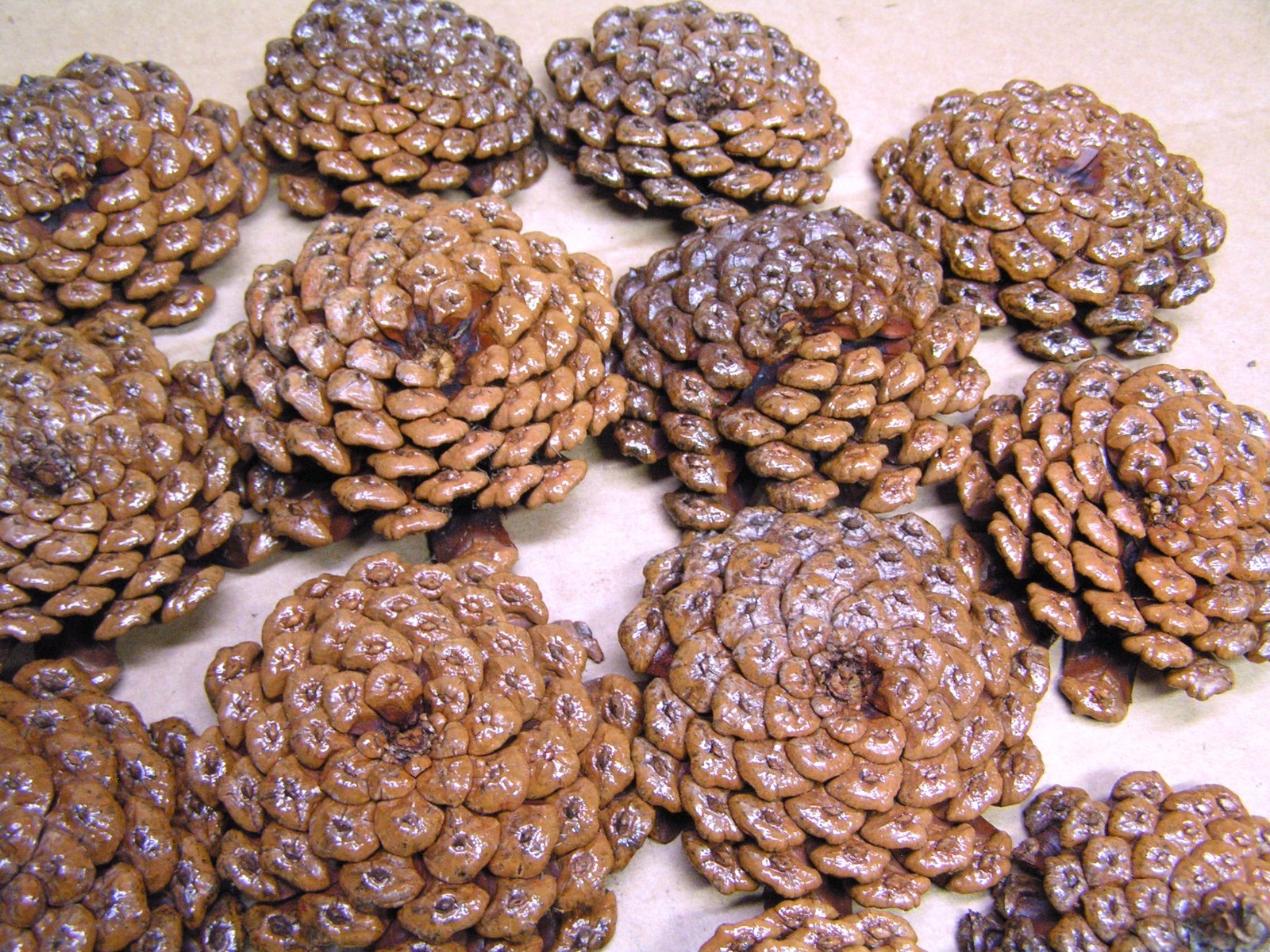 TWENTY THREE Pine cone flowers, crafting slices, zinnia flowers, wreaths, KKS