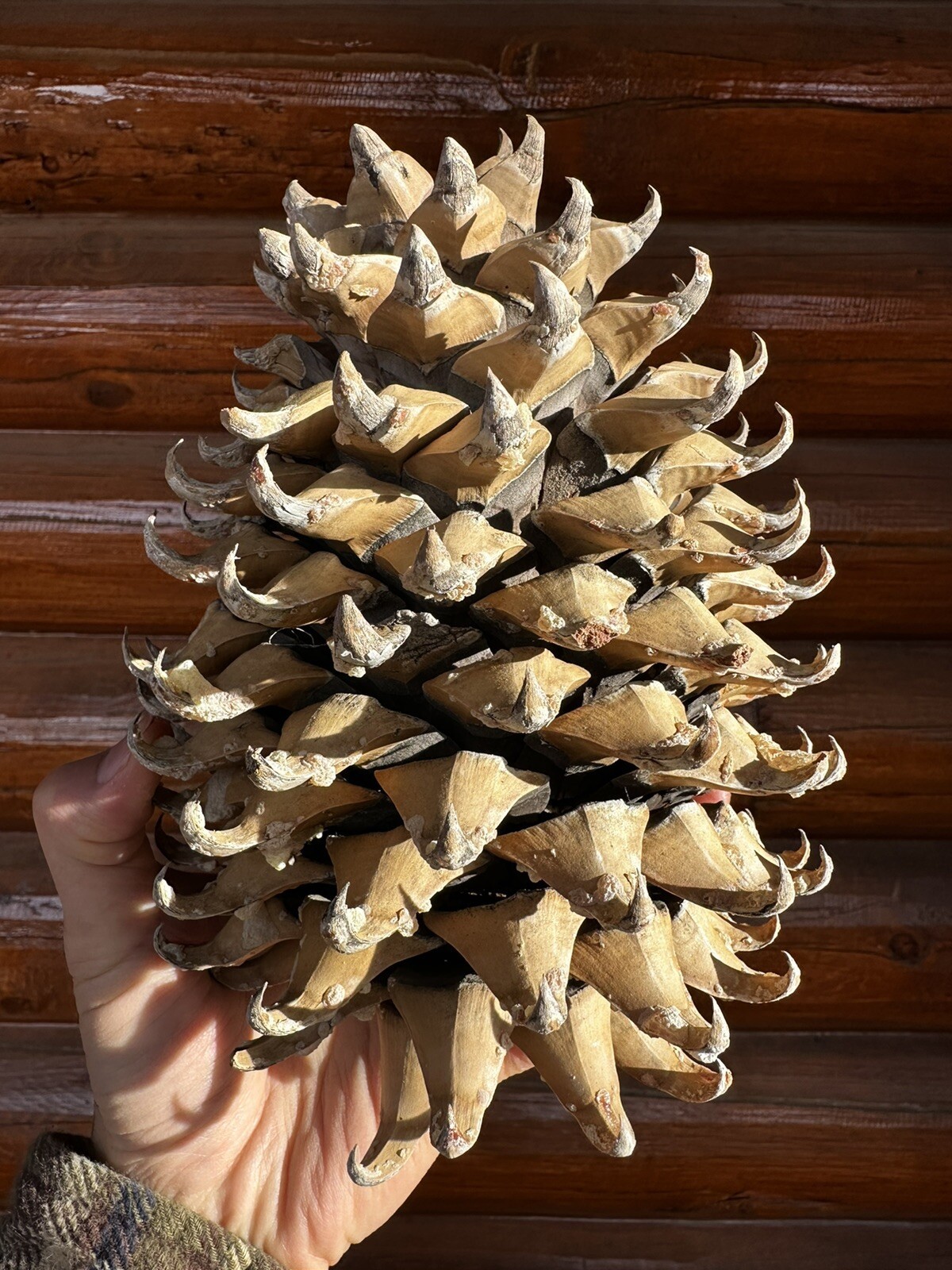 Single Giant Coulter Pinecone 9+Inches For Decoration Or Crafts