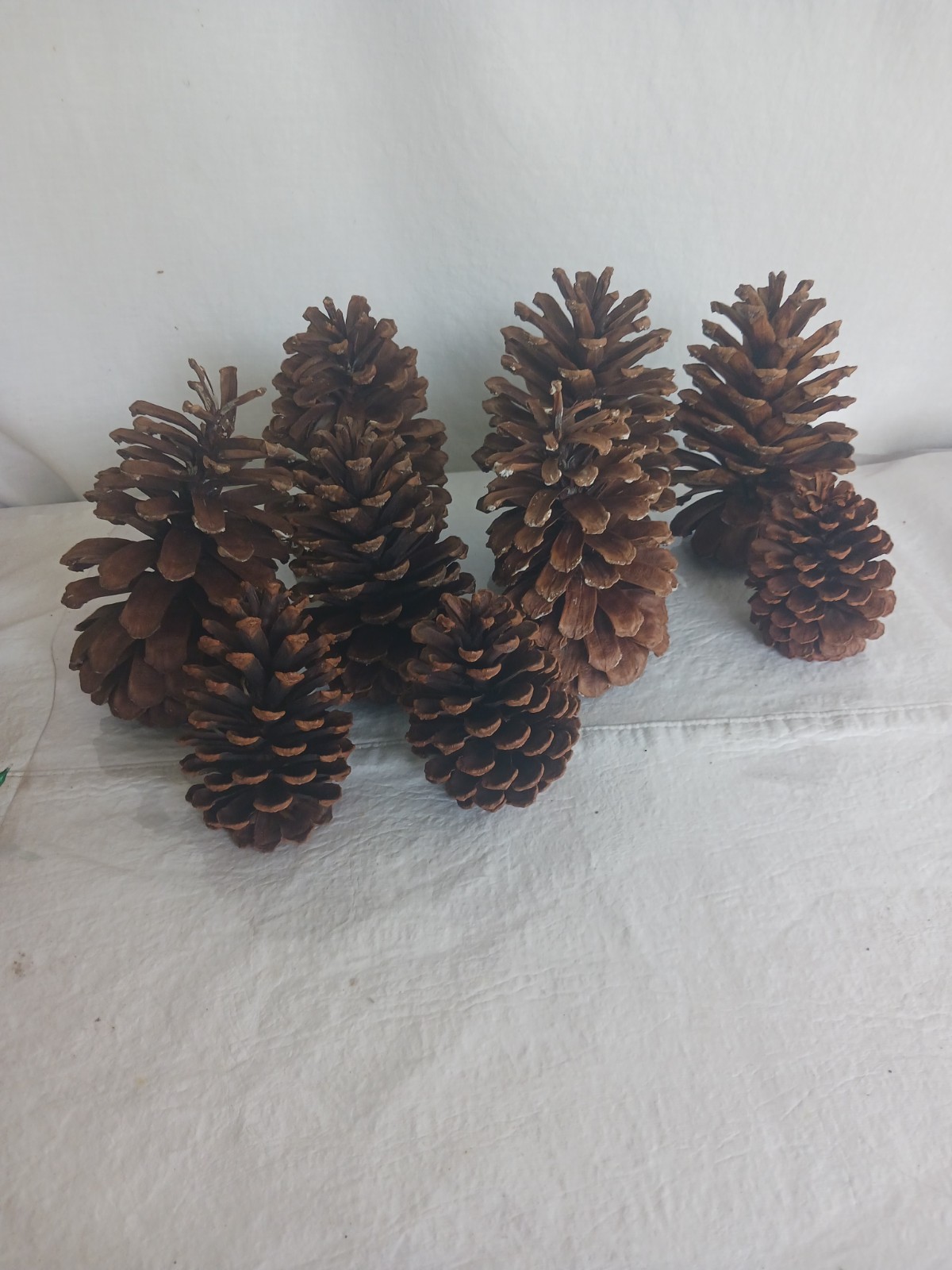 Lot 9 Extra Large 8″ To 4″ Pine Cones Natural Decoration Eco Wreath Fireplace