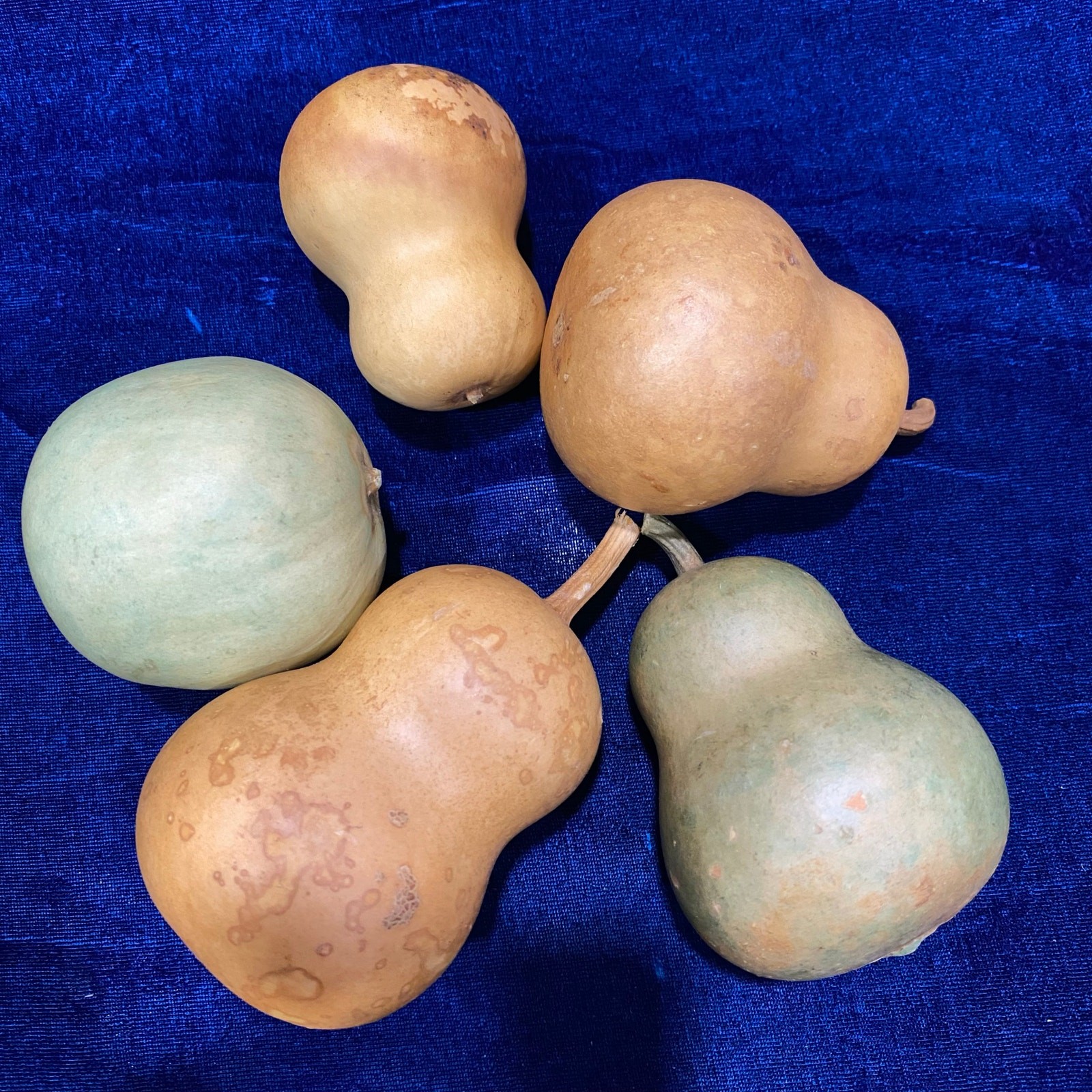 Lot of FIVE (5) Gourds Small Size Pear Shaped Round Dried Natural Color Clean