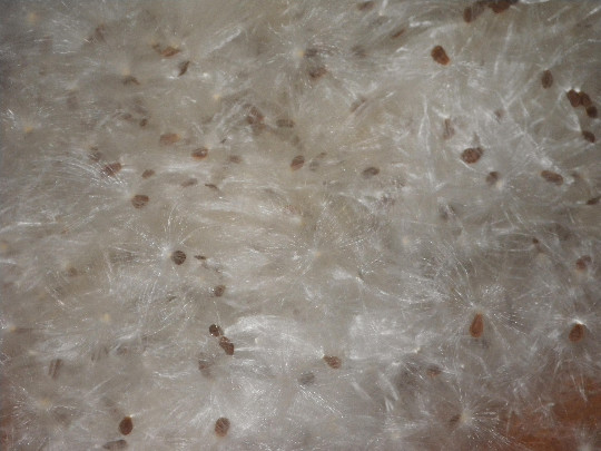 1/2+ oz Bag Milkweed Seed Fluff Floss Wind Checker Arts Crafts Fire Starters