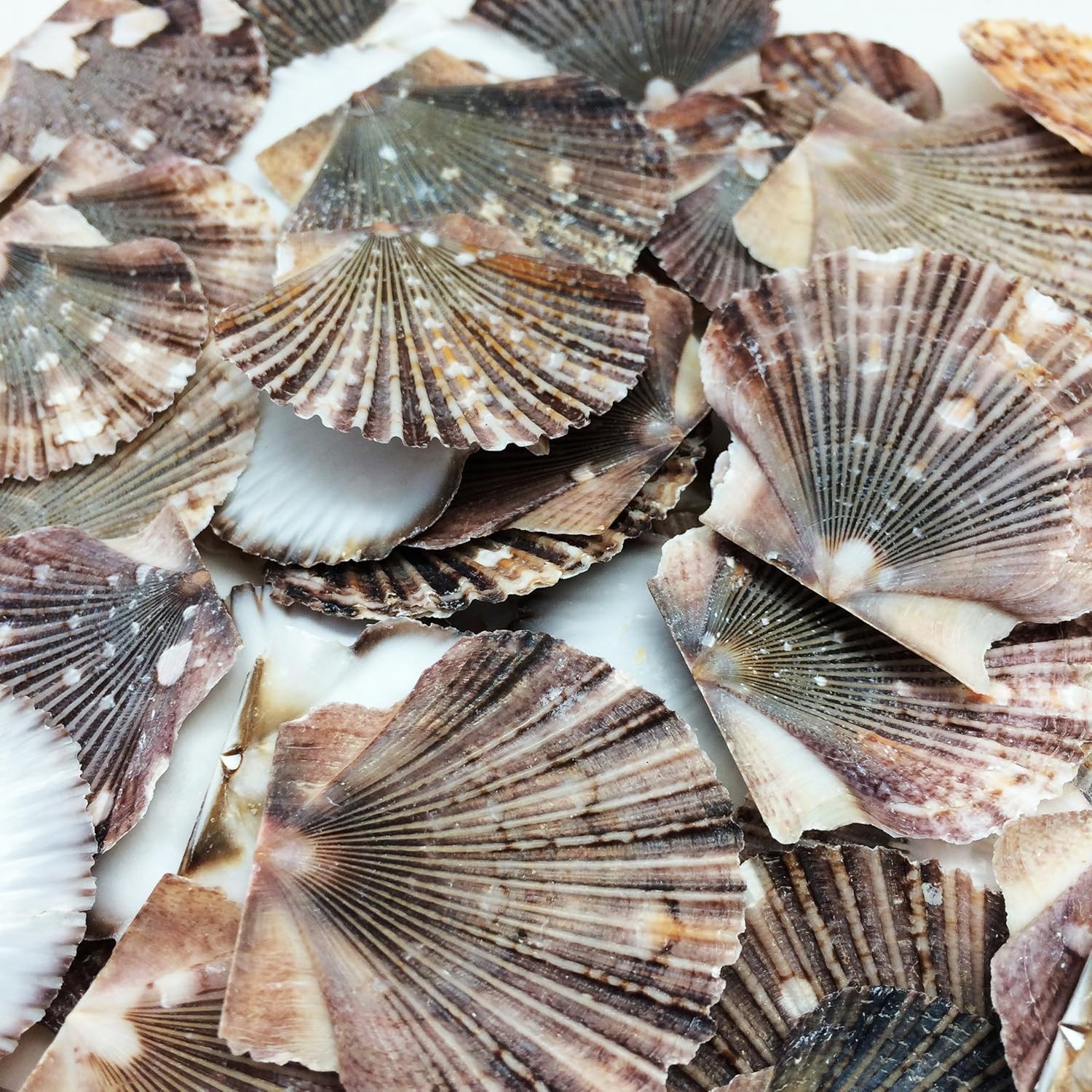 Baby Flat Scallop Sea Shells, 4 OZ Apprx. 60+ PC Shells, 1 Inch ~ 1-1/2 Inch