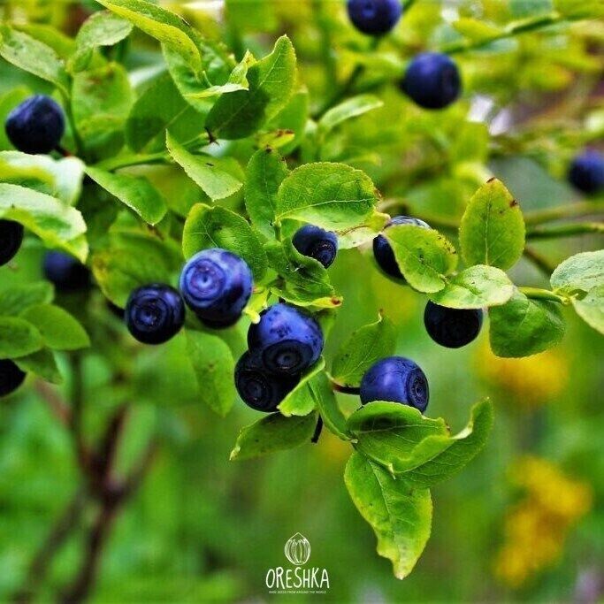 Bilberry seeds (Vaccinium myrtillus) 30 PCS / 300 PCS fresh seeds, organic seeds