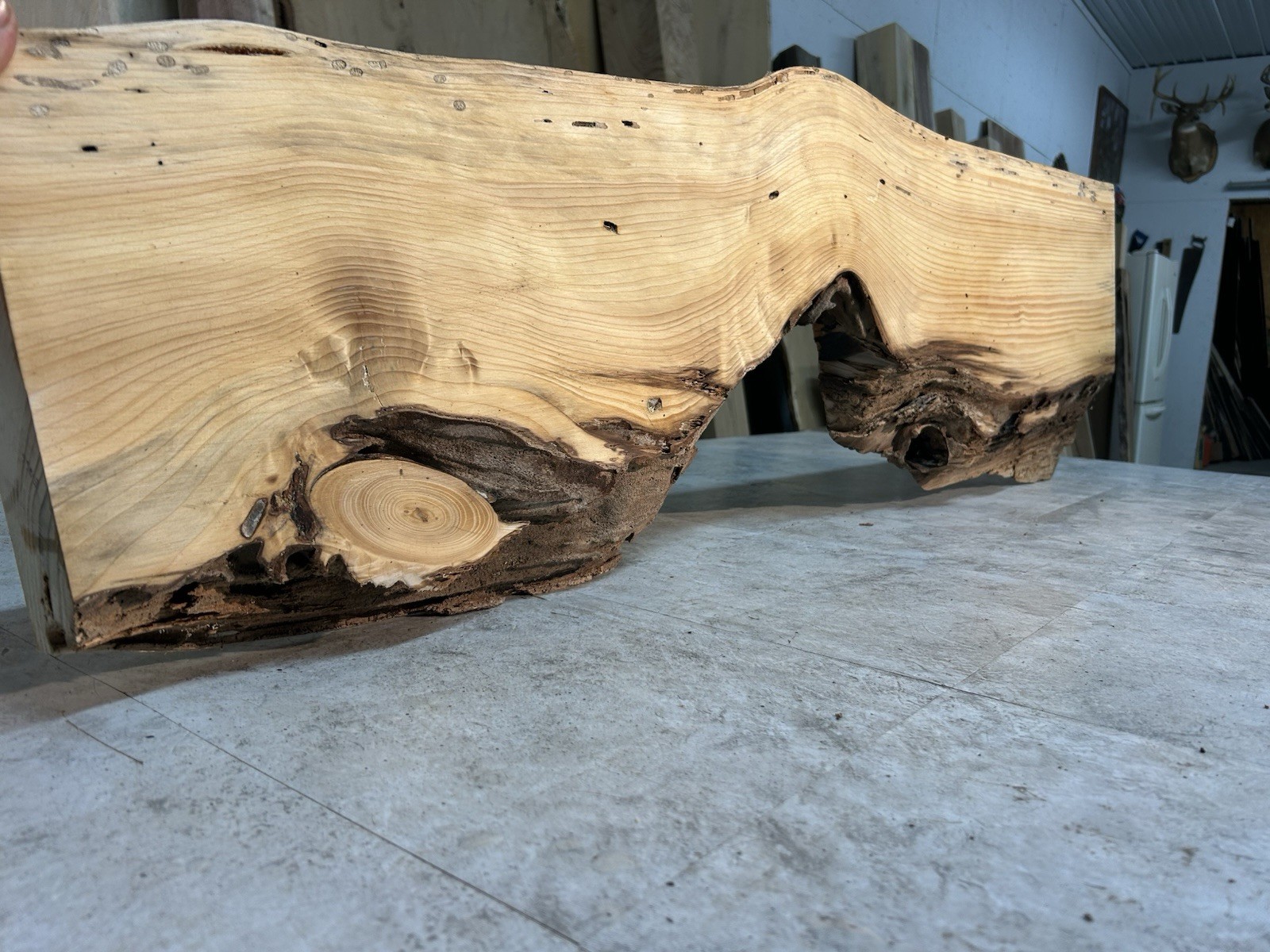 Gnarly Live Edge Pine Wood Slab/ Rustic Shelf or Mantle/Dried Wormy Pine Wood