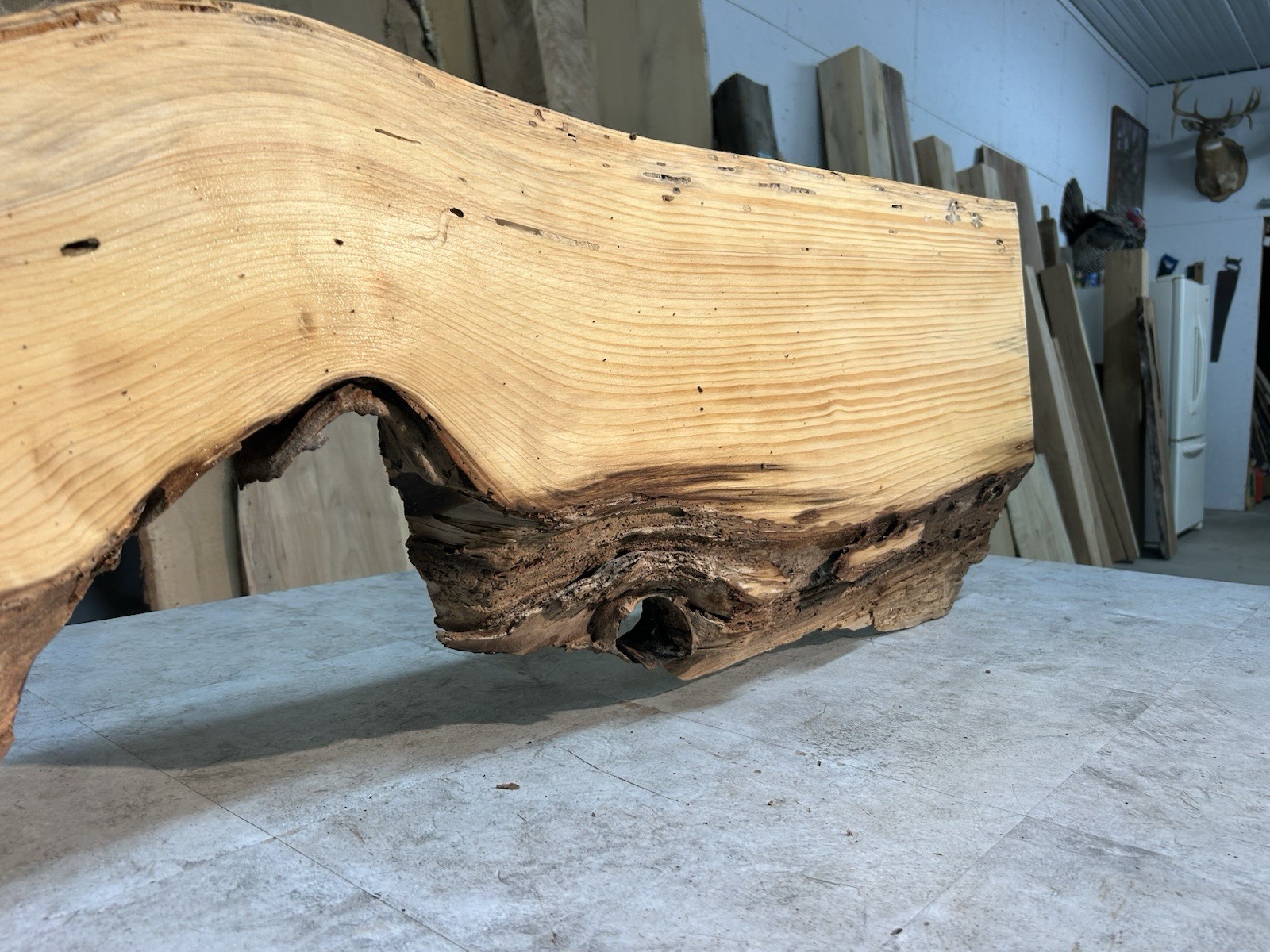 Gnarly Live Edge Pine Wood Slab/ Rustic Shelf or Mantle/Dried Wormy Pine Wood