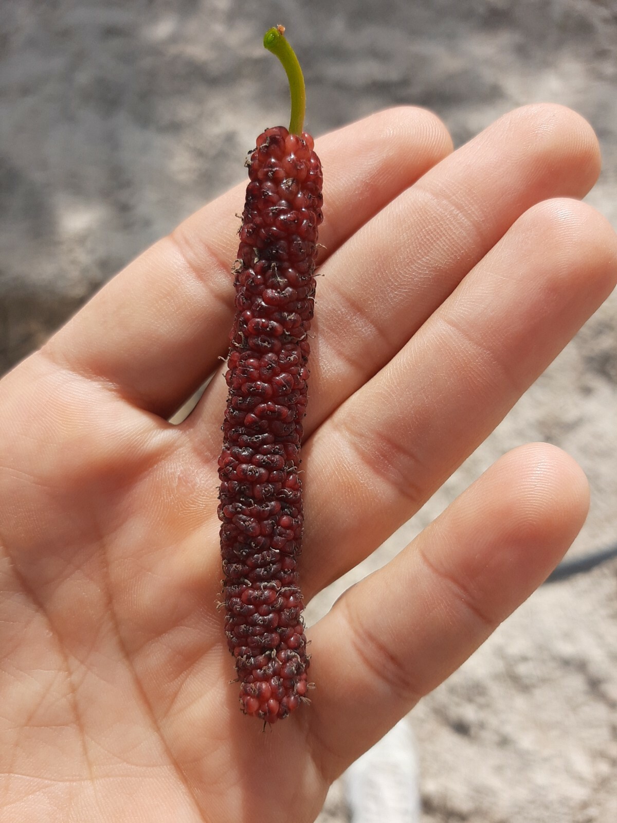 2 x “Mulberry” Himalayan Red cuttings From CYPRUS Island