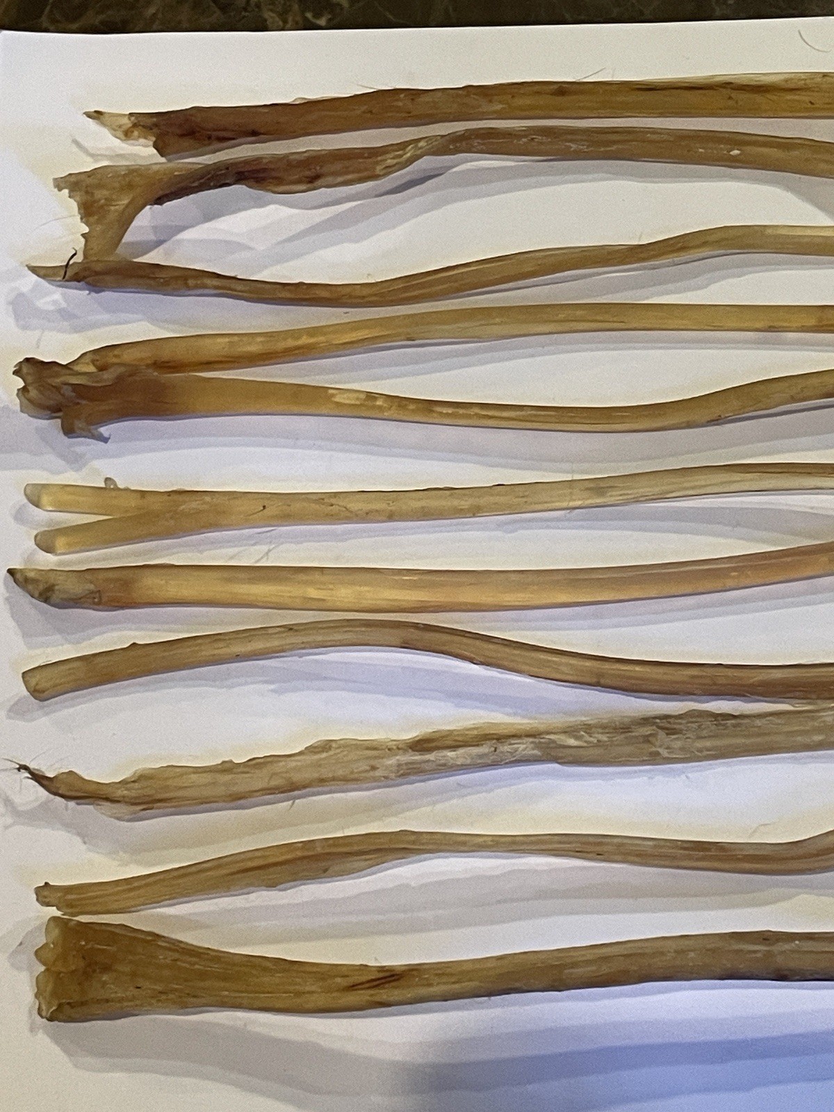 Deer Leg Sinew 11 Pieces Genuine Primitive Crafts Bow Arrow Native Authentic US