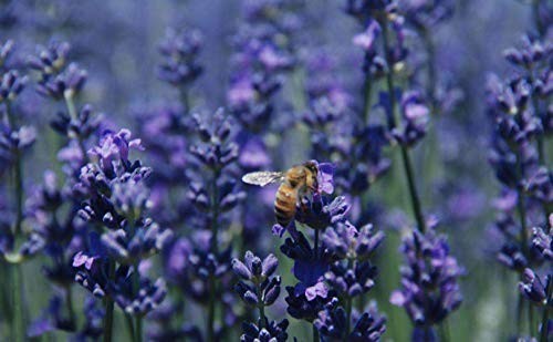 Lavender Flowers Dried Culinary Lavender Buds Food Grade 4 OZ Buy Now