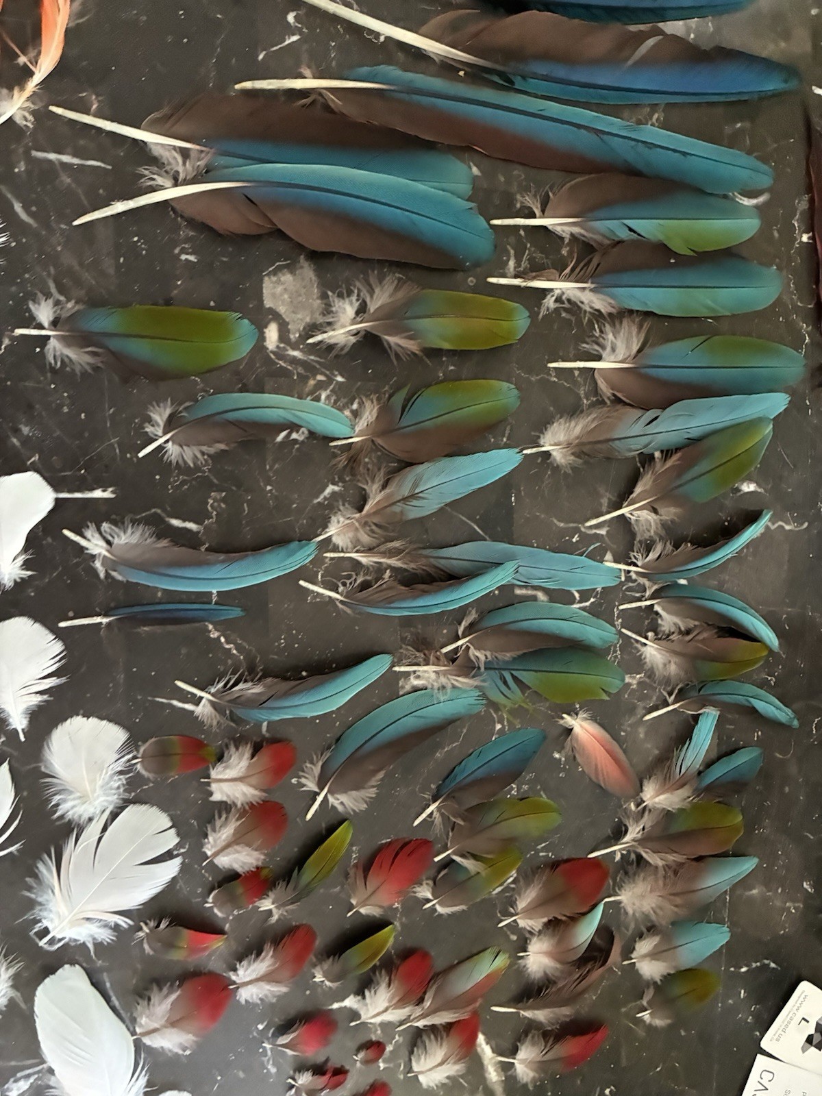 Macaw Parrot Craft Feathers Lot for DIY Projects, Multicolor Assorted Colors B/O