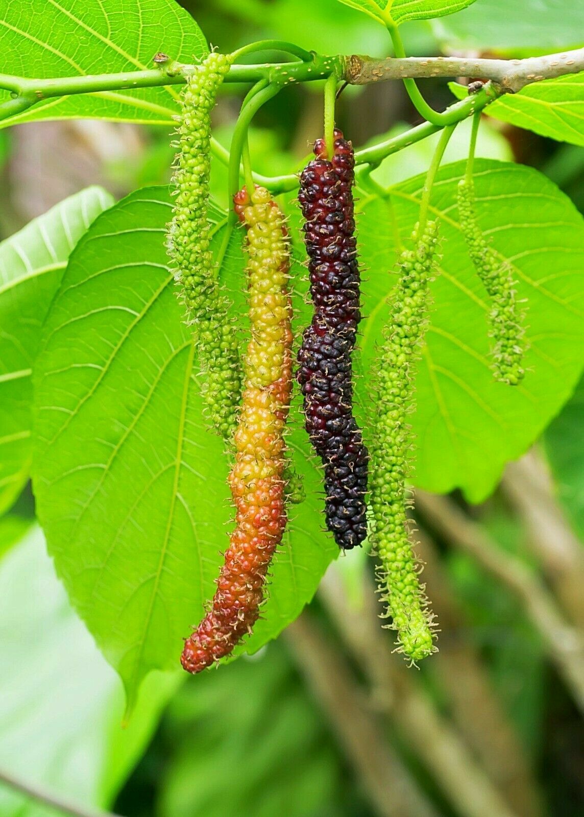 2 x “Mulberry” Himalayan Red cuttings From CYPRUS Island