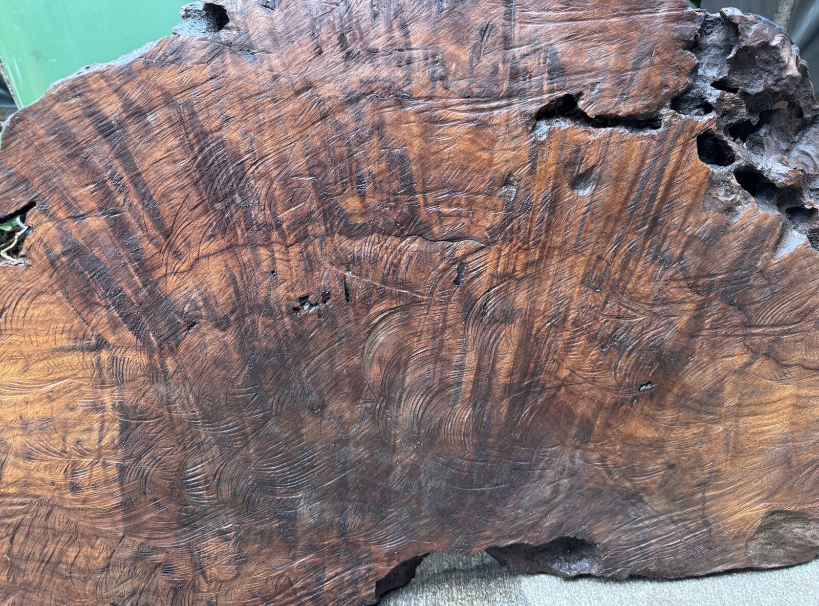 1296 Camphor burl wood turning blank ,hybrid Scale,Dried,52”x 27”x 2 1/4”