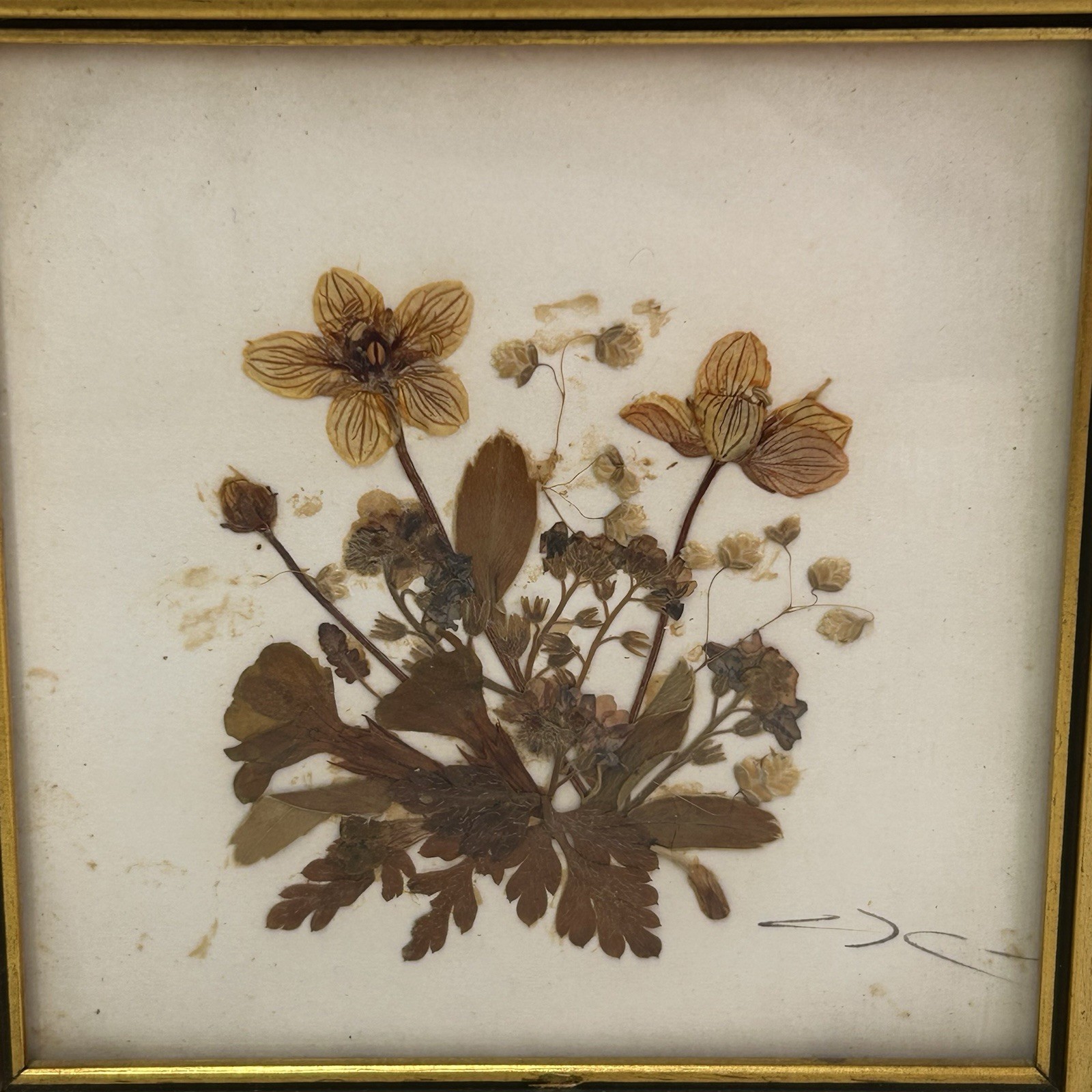 Vintage Tirol Austria Pressed Flower Art Framed Mid Century Dried Botanical 5×5
