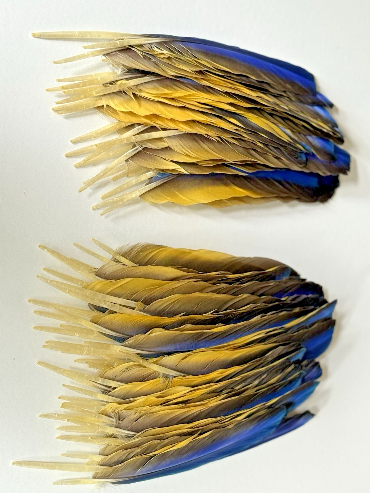 142 CLEAN Blue & Gold Macaw Assorted Wing Feathers Naturally Molted 13-9″