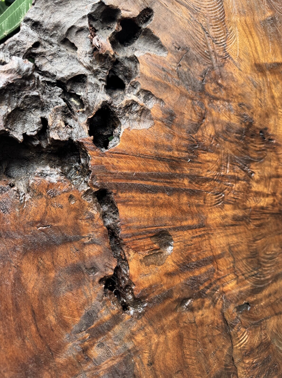 1296 Camphor burl wood turning blank ,hybrid Scale,Dried,52”x 27”x 2 1/4”