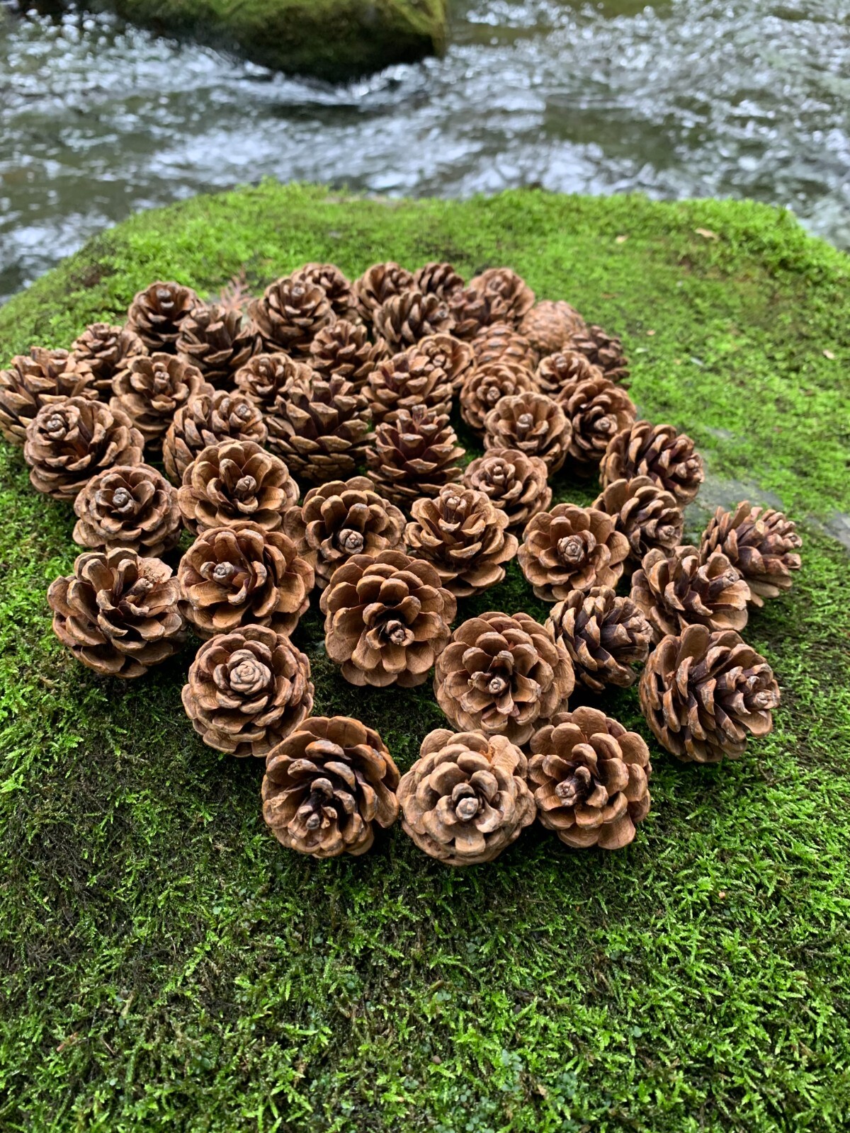 Pine Cones, Smaller, Red Pine, 50 count, Beautiful Brown Cones