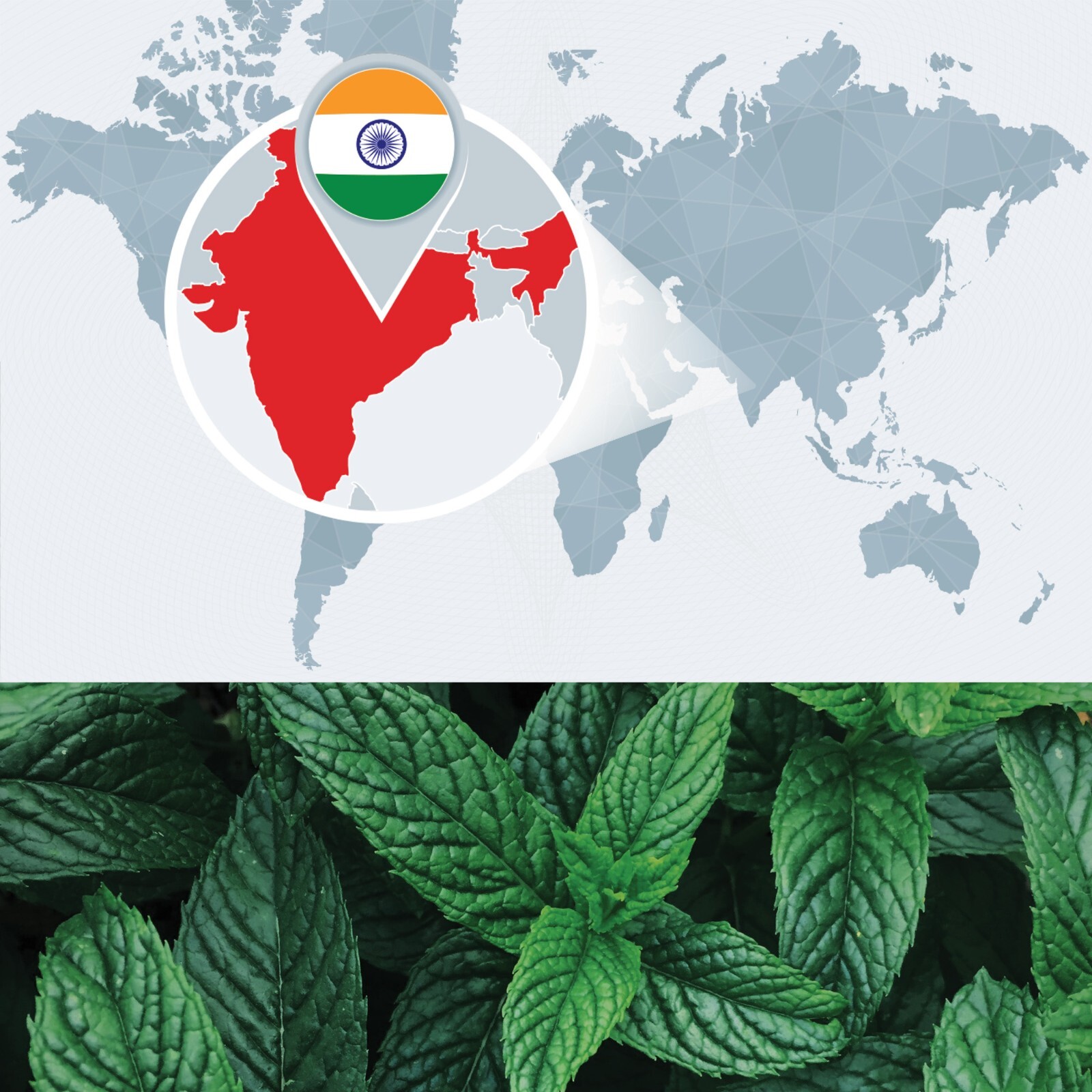 Bulk Peppermint Essential Oil – Large Wholesale Size – 100% Pure and Undiluted