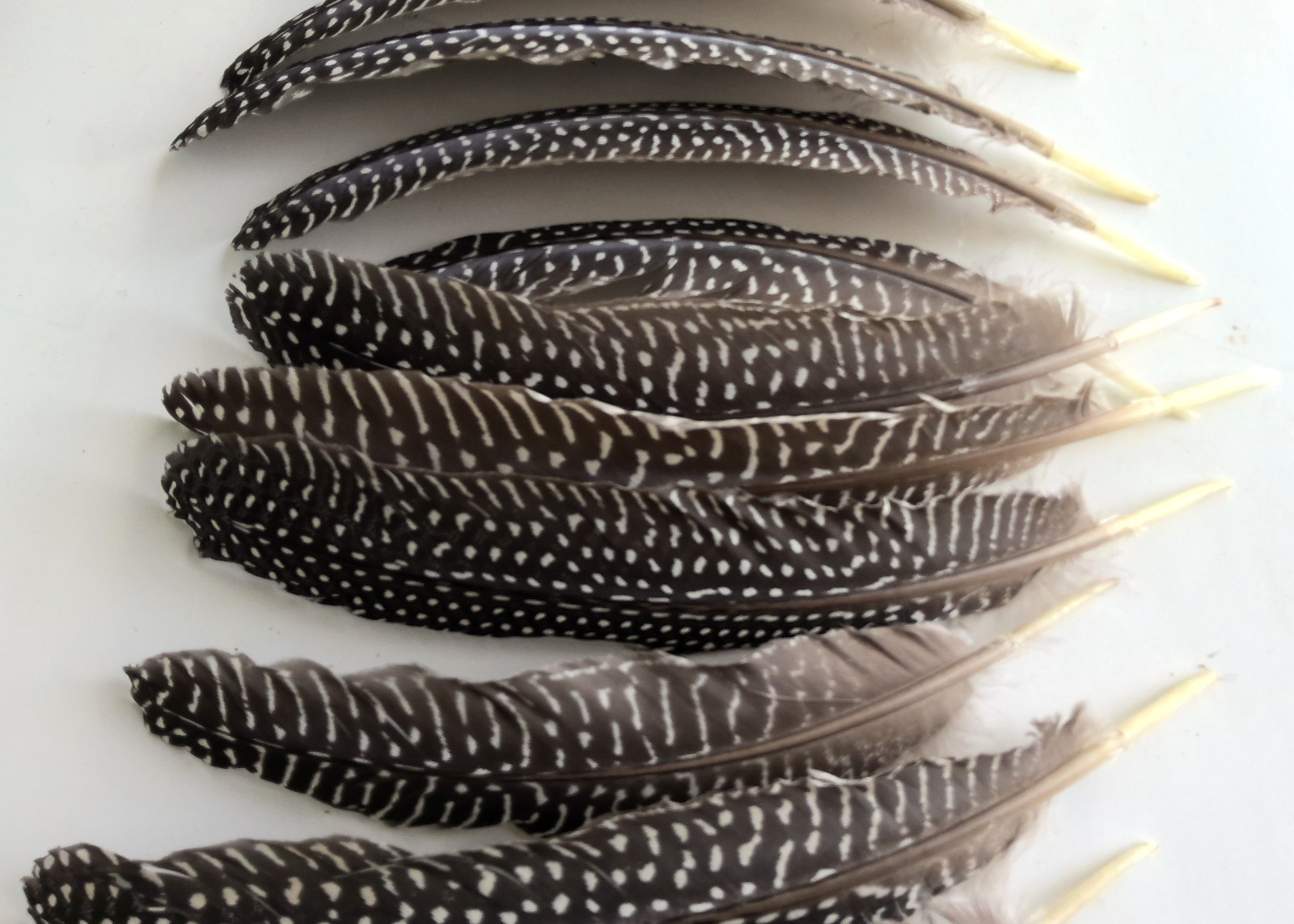 Lot of 19 Pearl Guinea Fowl Wing Tail Quill Feathers 7″ – 9″ Cruelty-Free USA #2